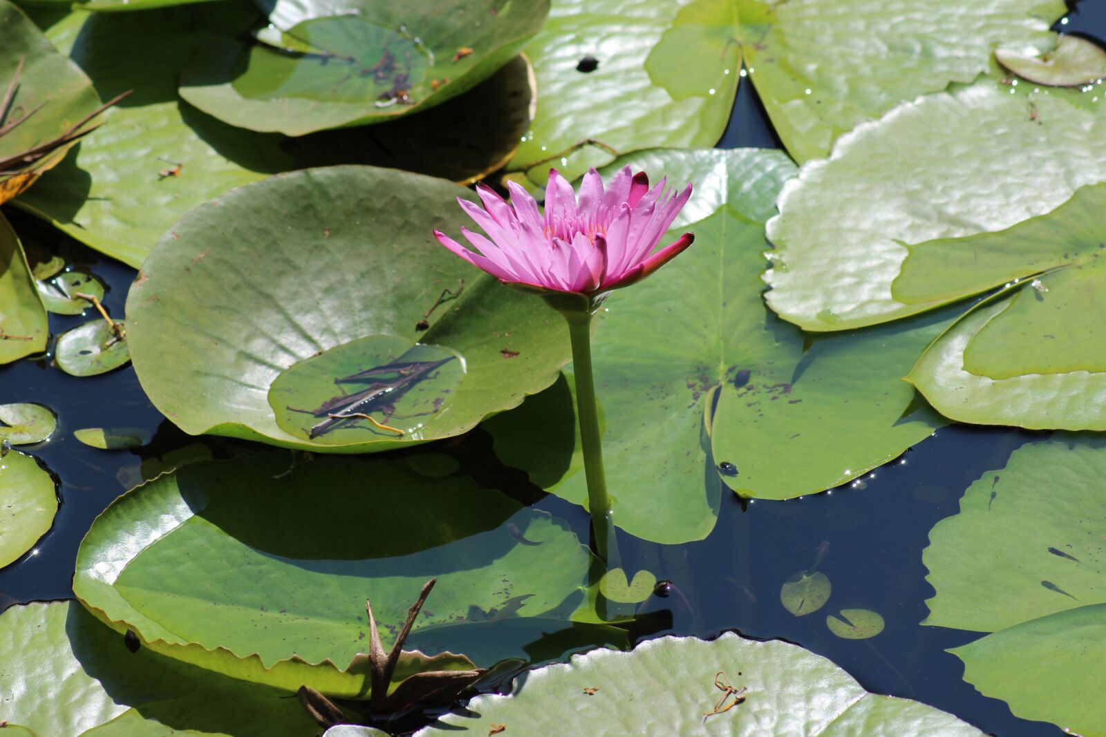 Canon EOS 1200D (EOS Rebel T5 / EOS Kiss X70 / EOS Hi) sample photo. Pool, lotus, lily photography