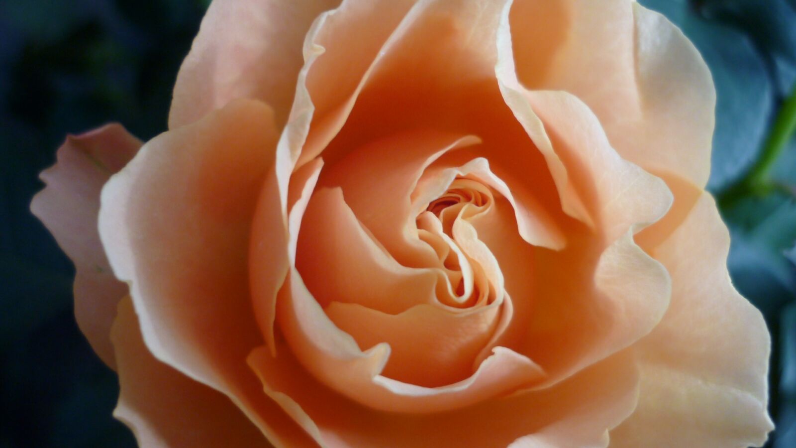 Panasonic Lumix DMC-FS6 sample photo. Rose, flower, apricot-coloured photography