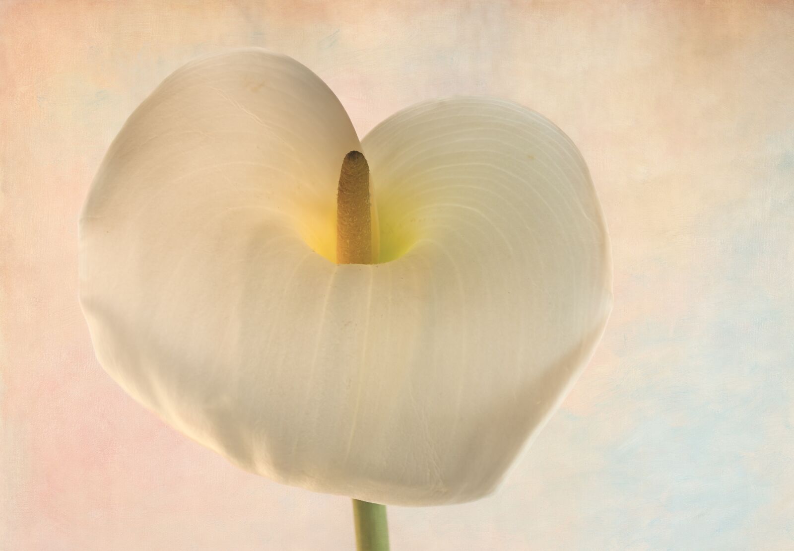 Canon EOS 5D Mark II + Canon EF 100mm F2.8 Macro USM sample photo. Arum lily, lily, flower photography