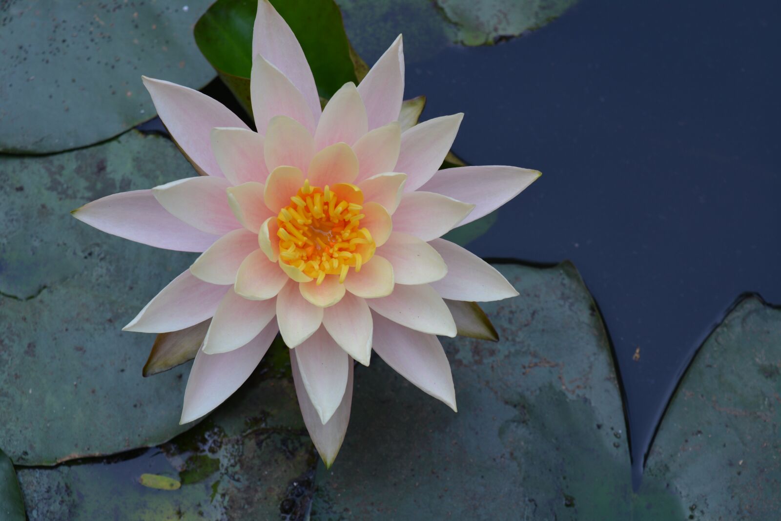 Nikon D5200 sample photo. Water lily, lily pads photography