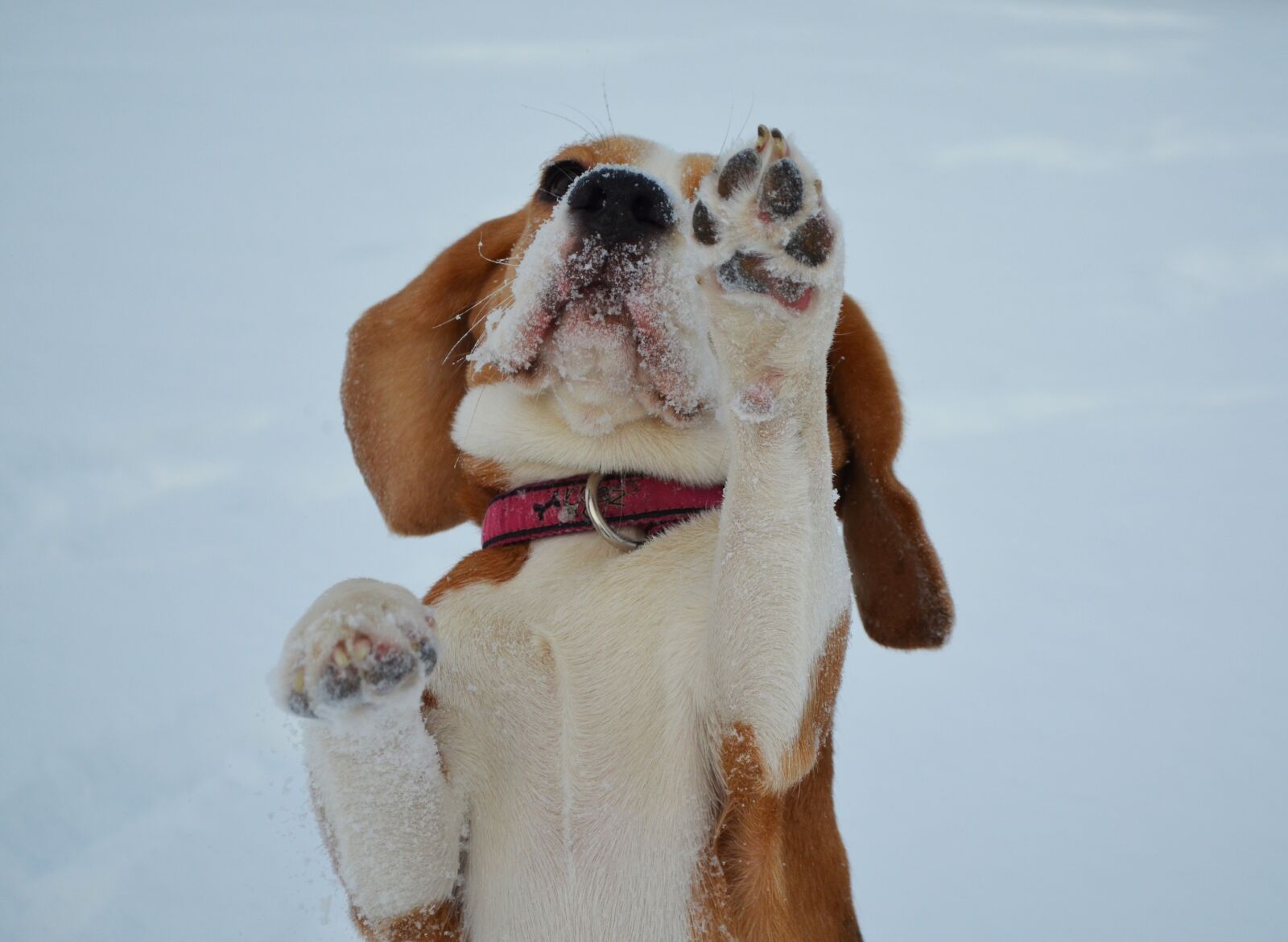 Nikon D5100 sample photo. Dog, cute, mammal photography
