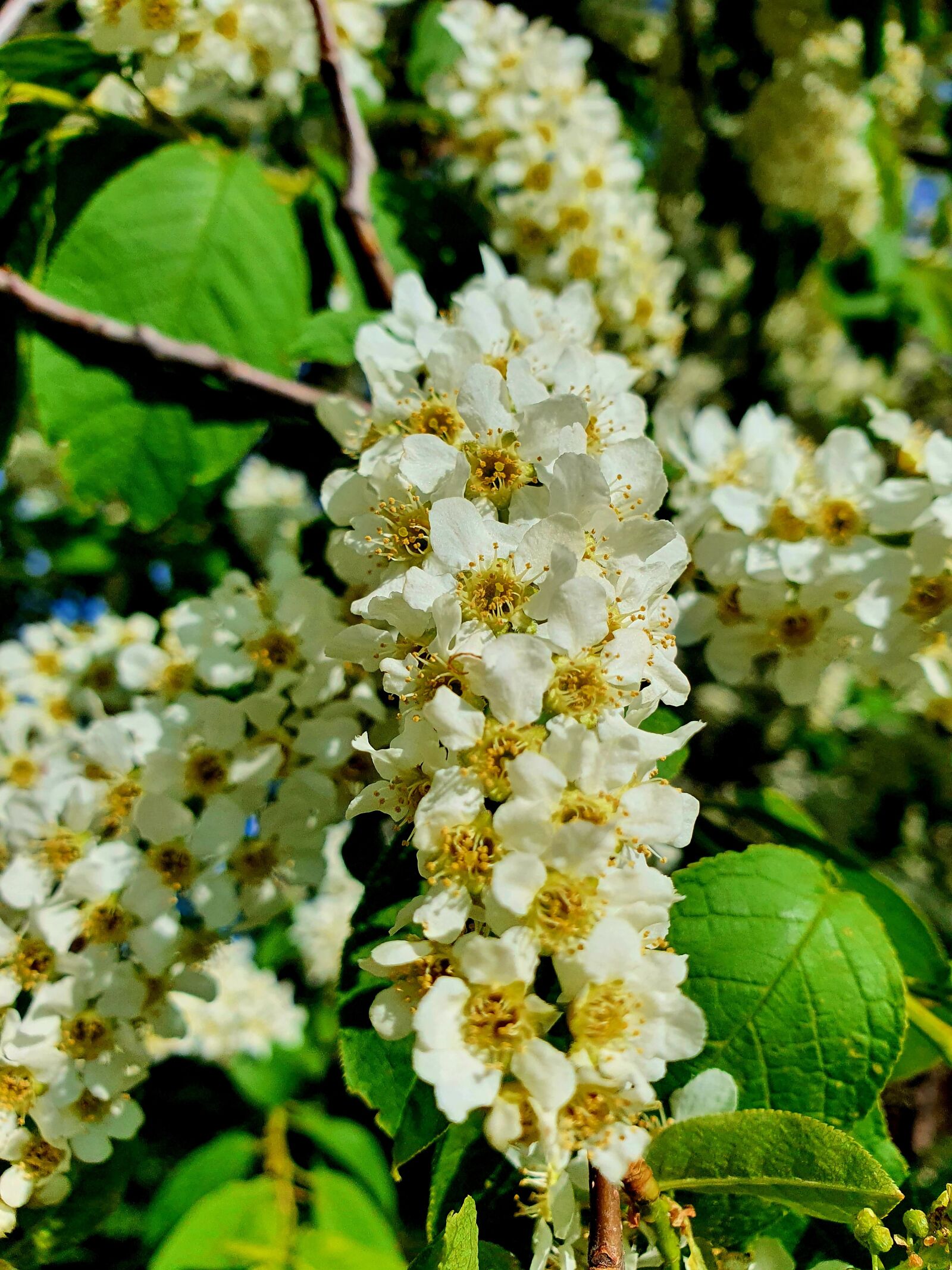 Samsung Galaxy S10 sample photo. Bird cherry, white, odor photography