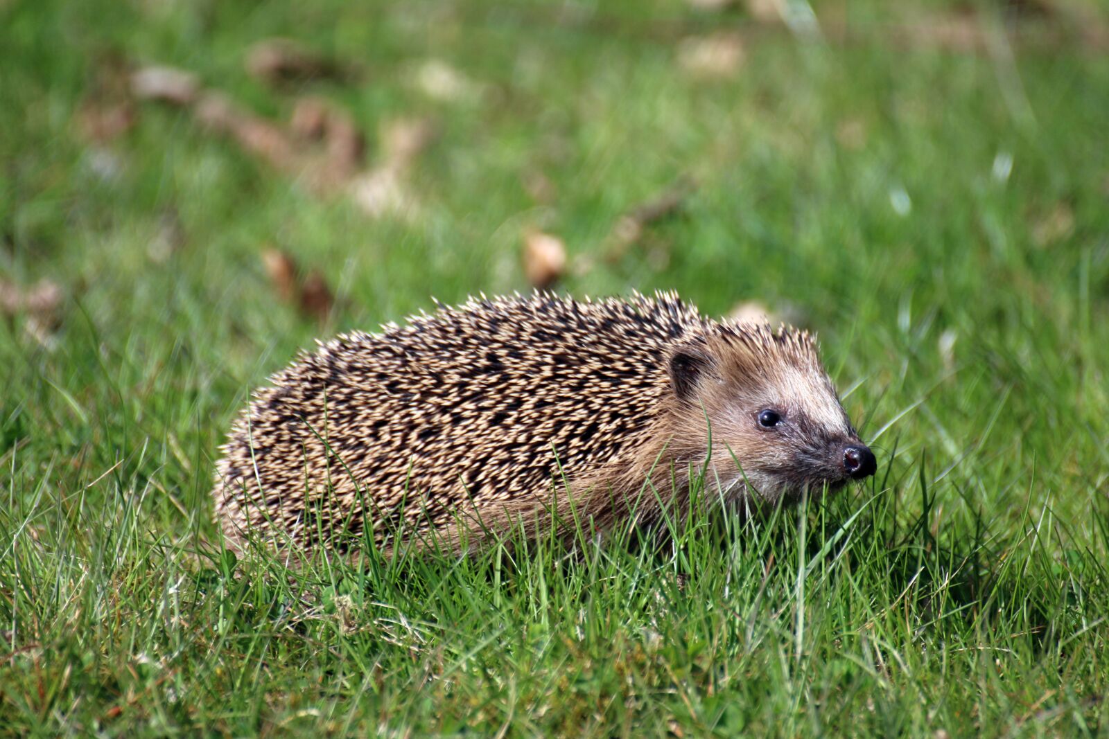 Canon EOS 70D sample photo. Hedgehog, animal, spur photography