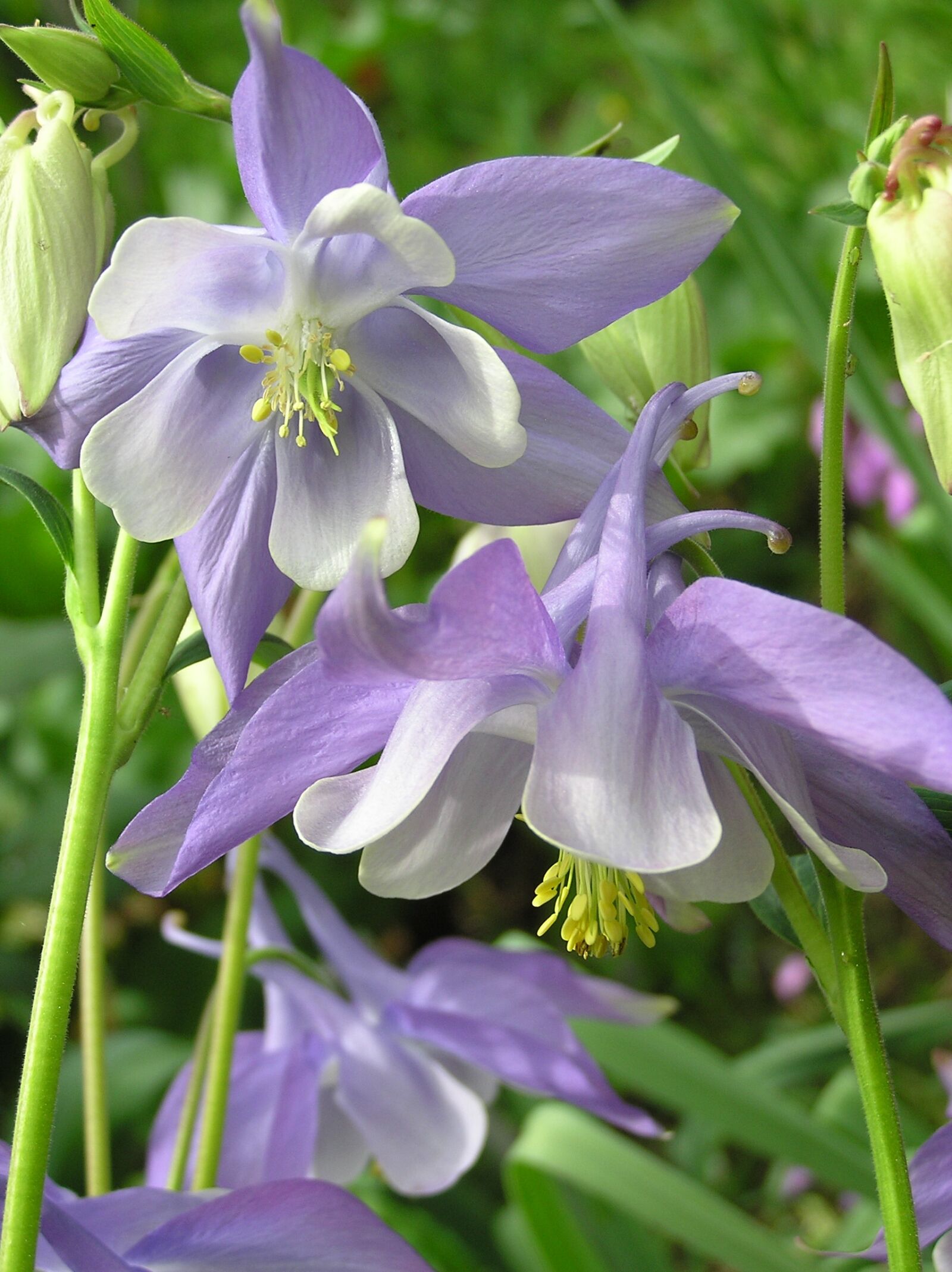 Olympus C750UZ sample photo. Columbine, mauve, flower photography