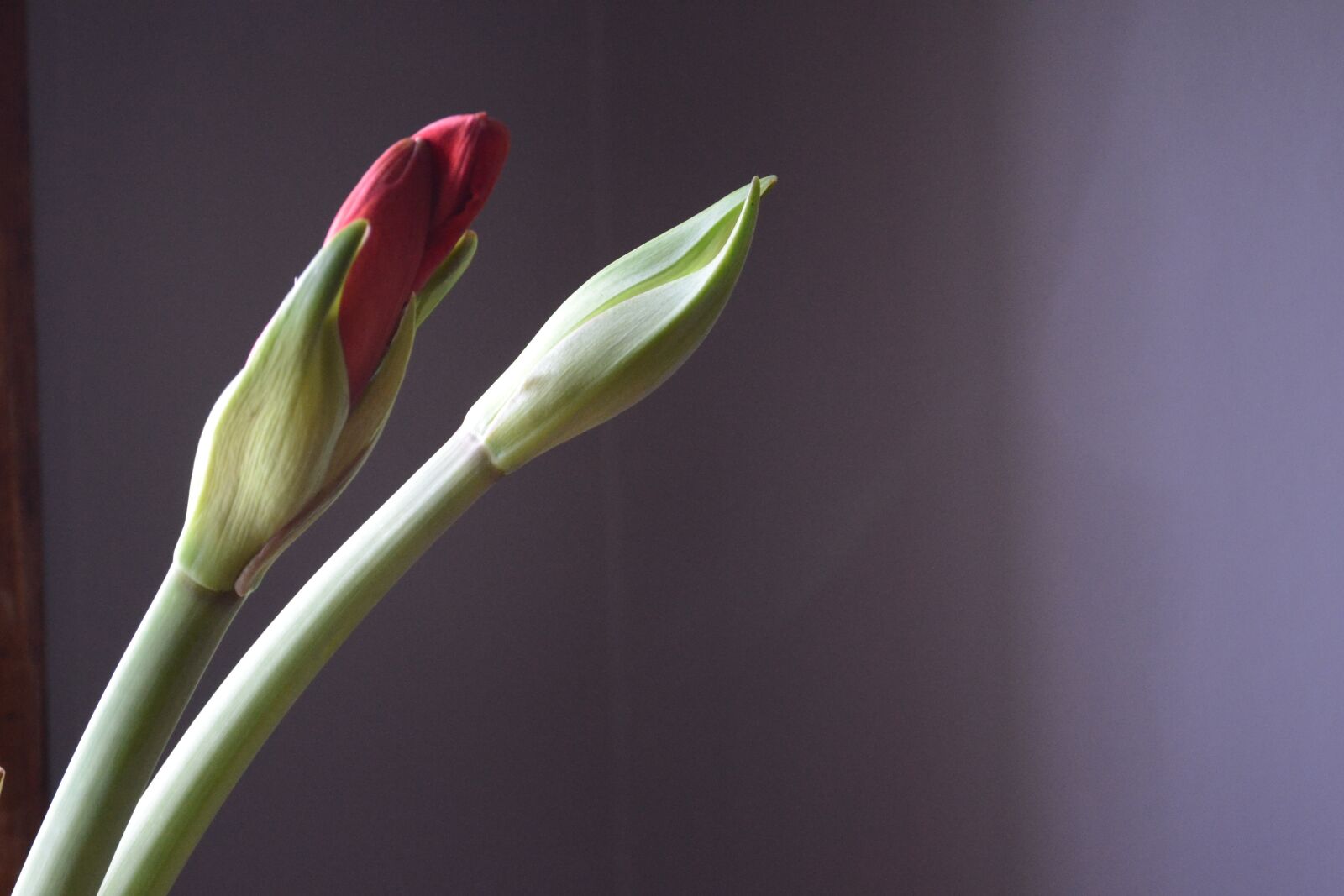 Nikon D3100 sample photo. Nature, flower, flora photography