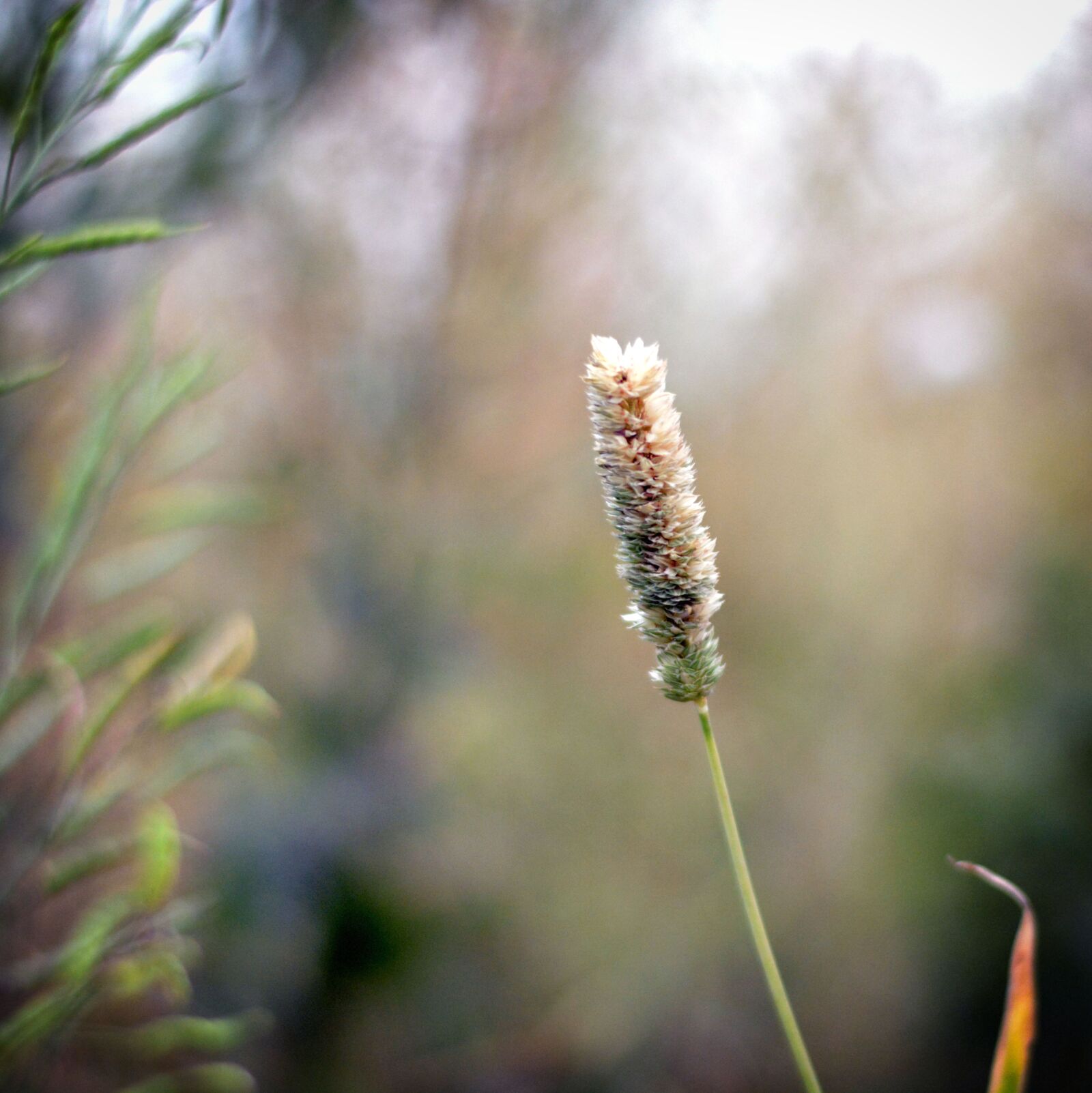 Nikon D5200 sample photo. Farm, corn, india, alone photography