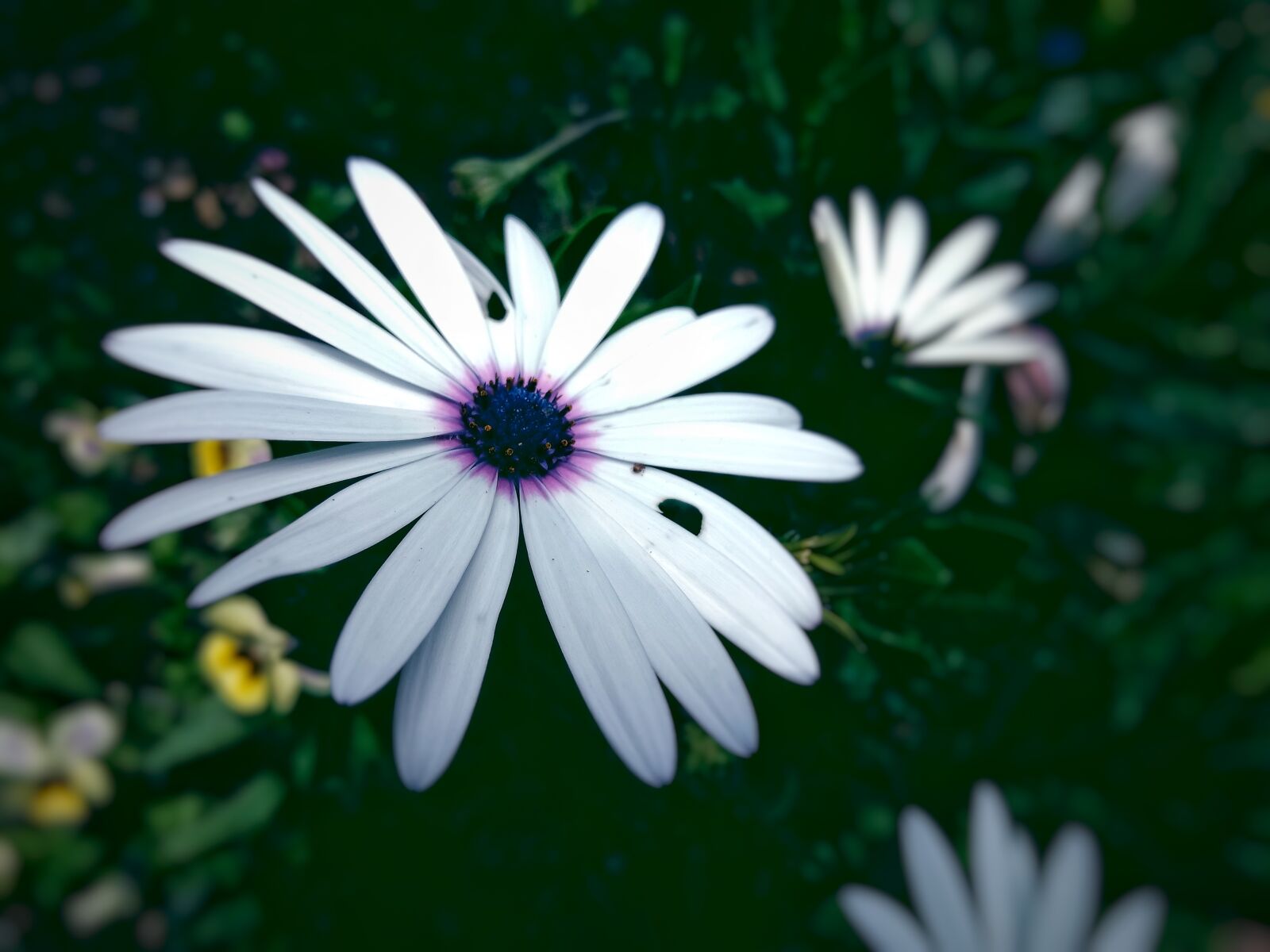 Motorola Moto G (4) sample photo. Bloom, blooming, blossom, blur photography