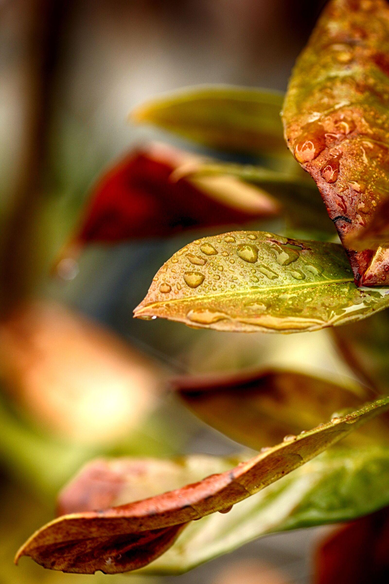 Canon EOS 7D Mark II + Canon EF 135mm F2L USM sample photo. Leaf, nature, flora photography