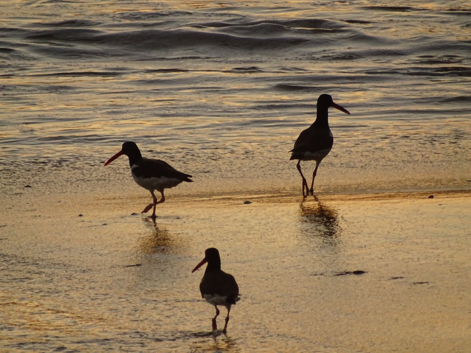 Sony Cyber-shot DSC-HX400V sample photo. Seagulls, birds, mar photography
