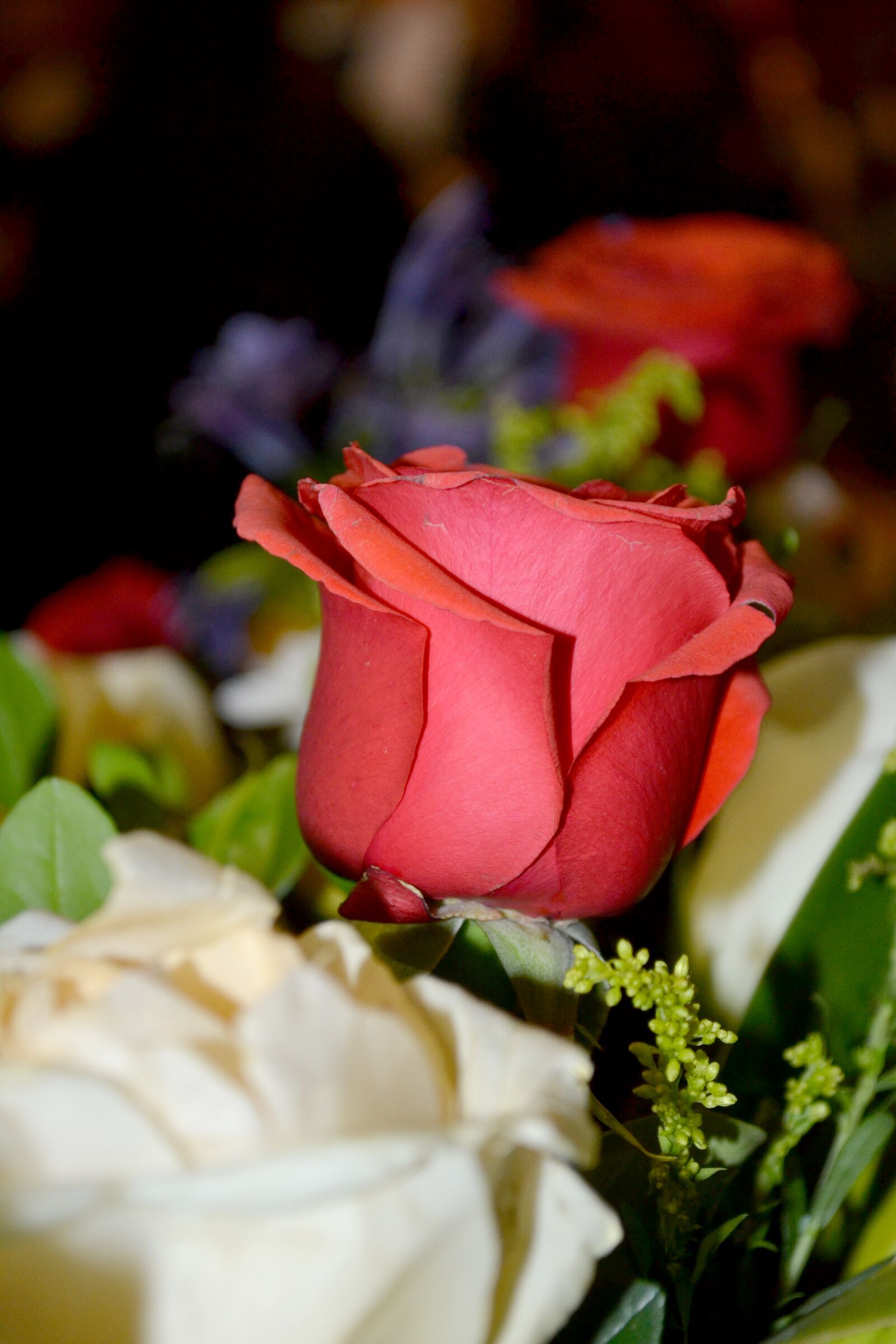 Nikon D3100 sample photo. Rosa, fix, floral photography
