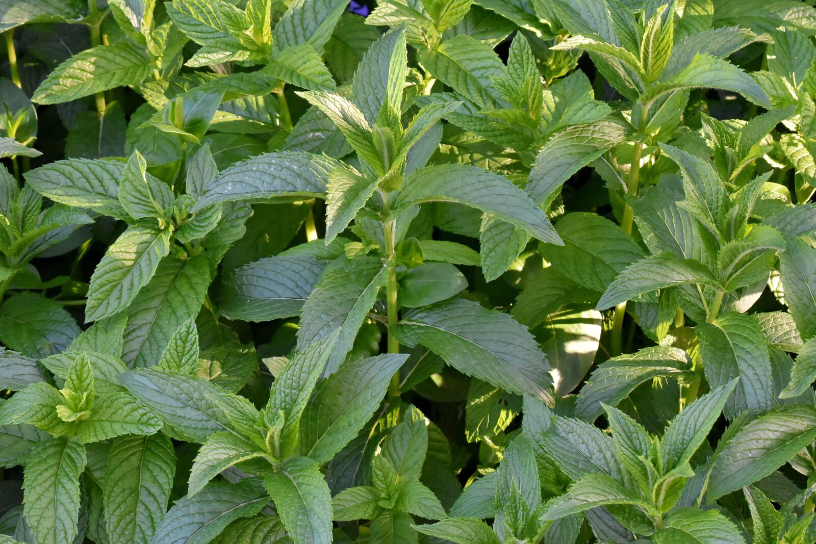 Nikon D5500 sample photo. Aromatherapy, aromatic, green leaves photography