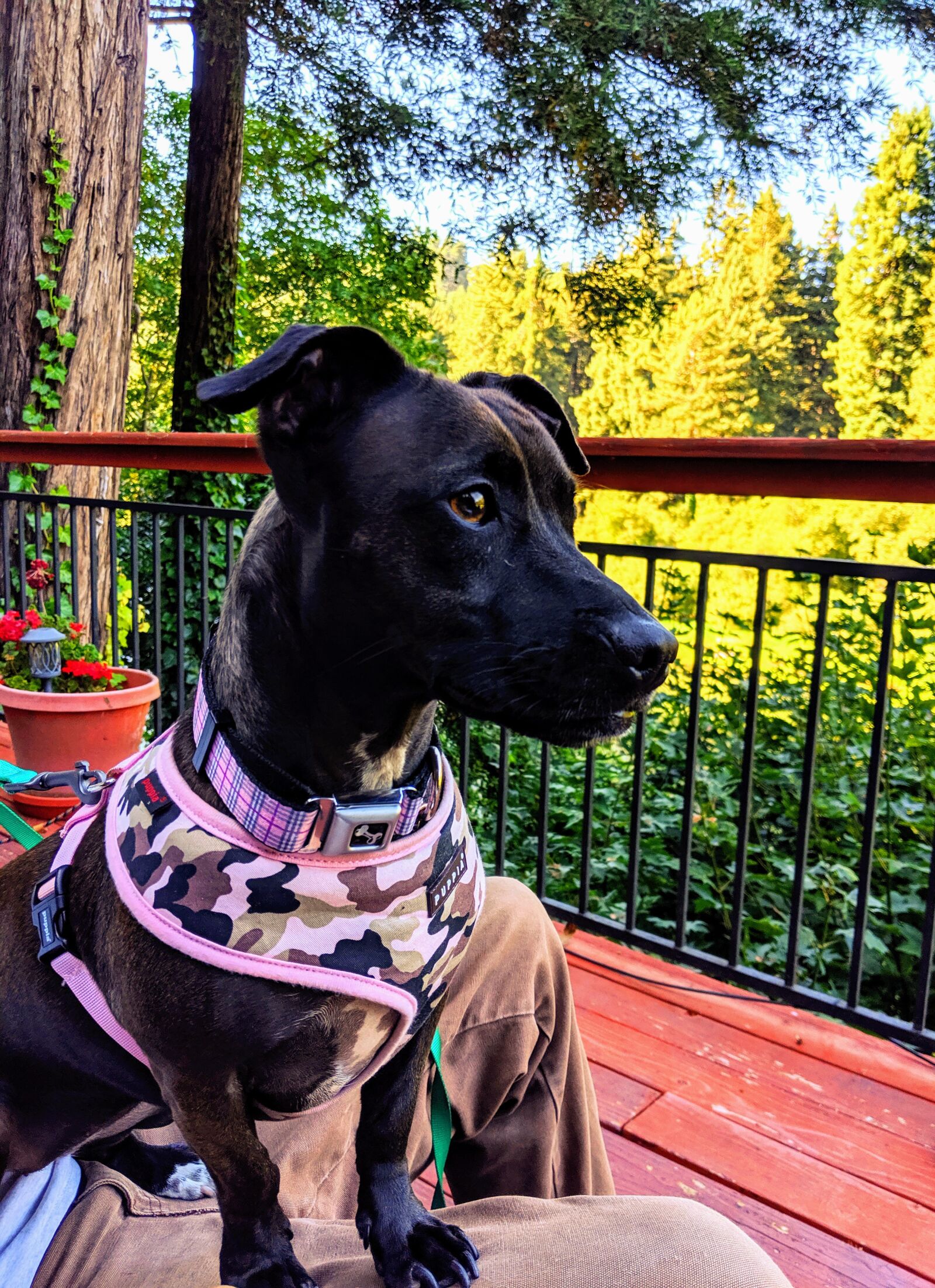 Google Pixel 3 XL sample photo. Black dog, dog, trees photography