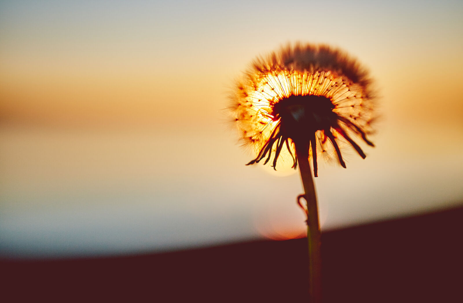 Canon EOS 6D sample photo. Sunset, flower, shadow, dandelion photography