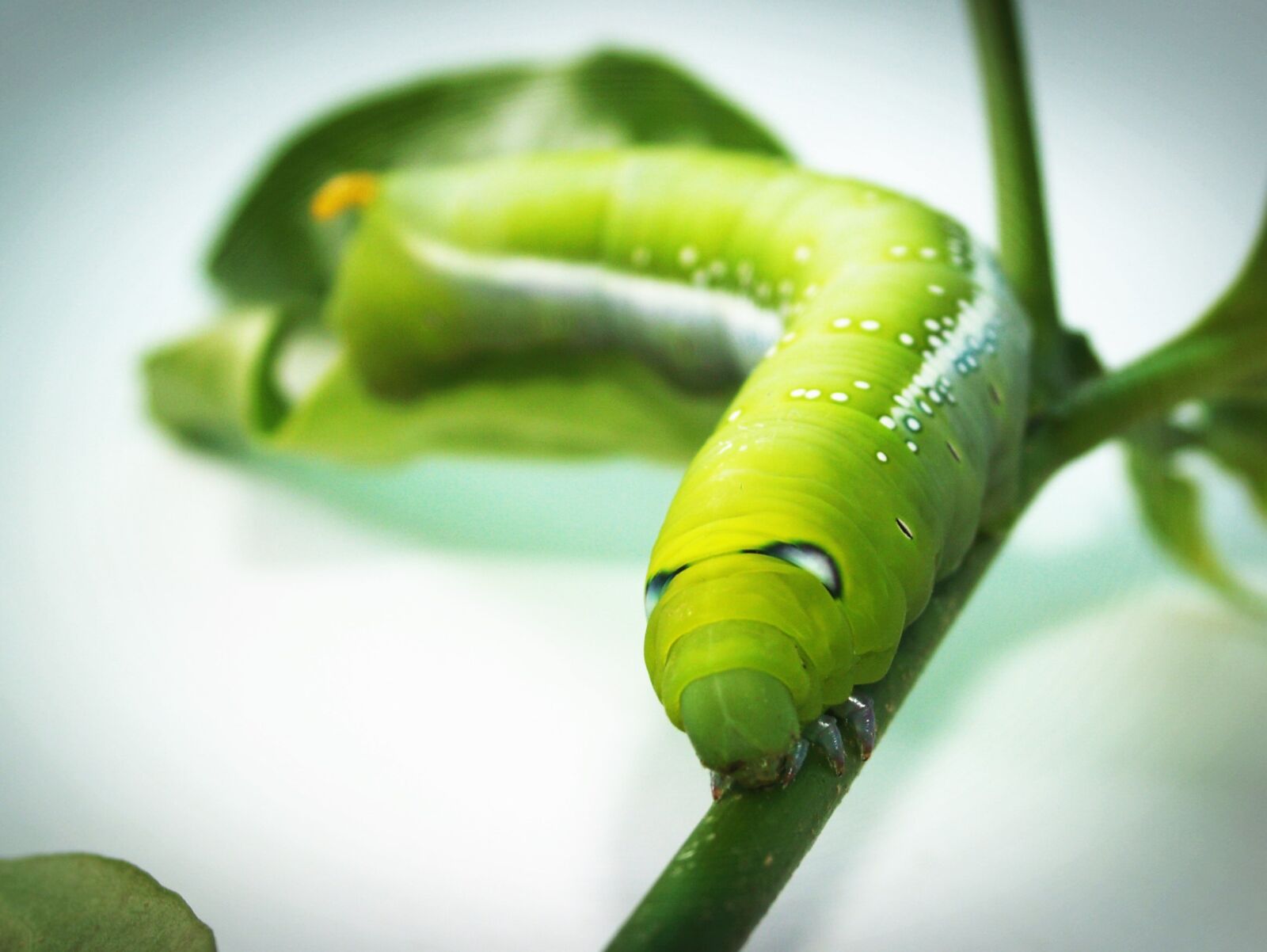 Olympus E-300 (EVOLT E-300) sample photo. Animal, attractive, background, branch photography