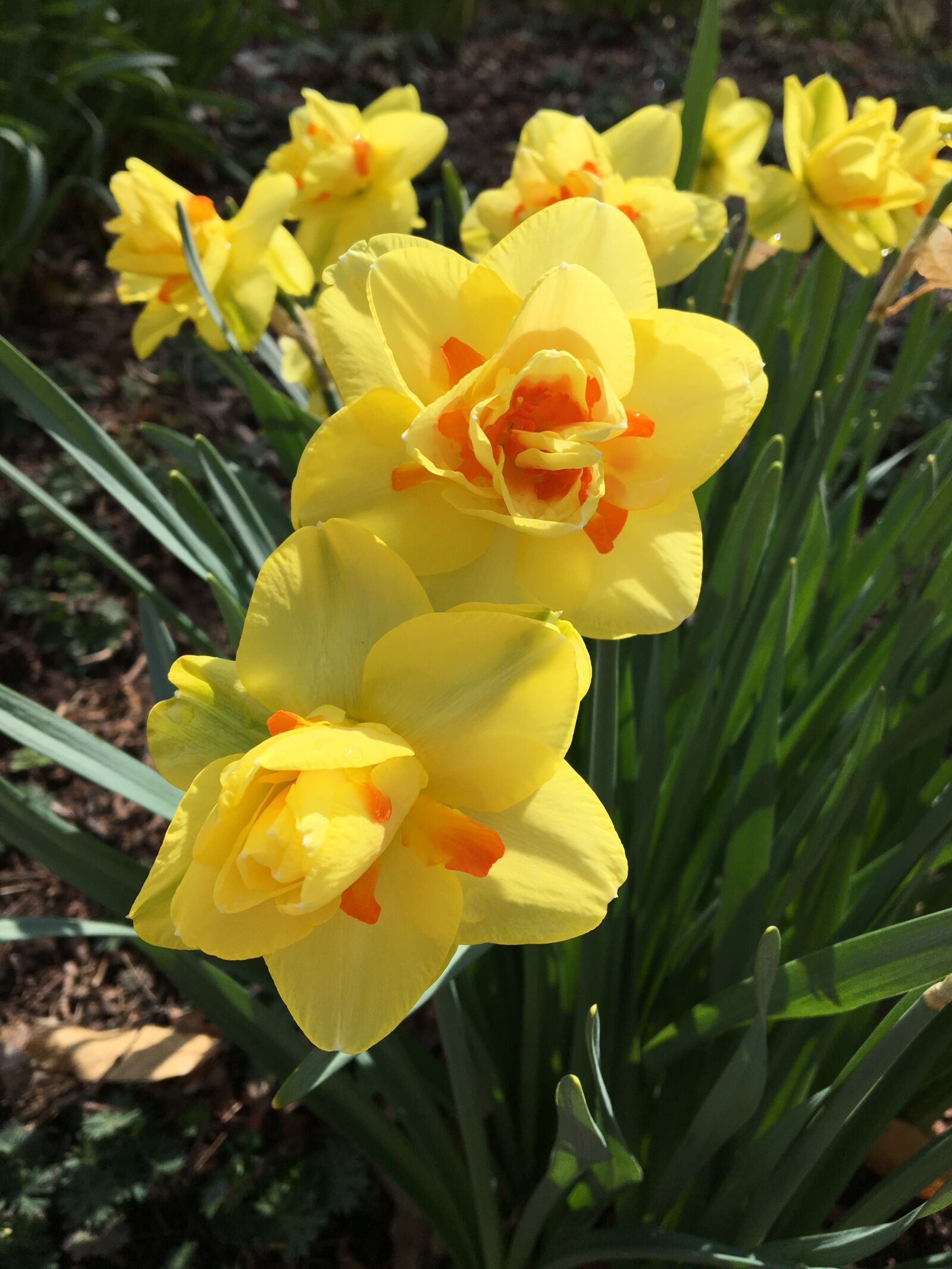 Apple iPhone 6s sample photo. Flowers, floral, spring photography