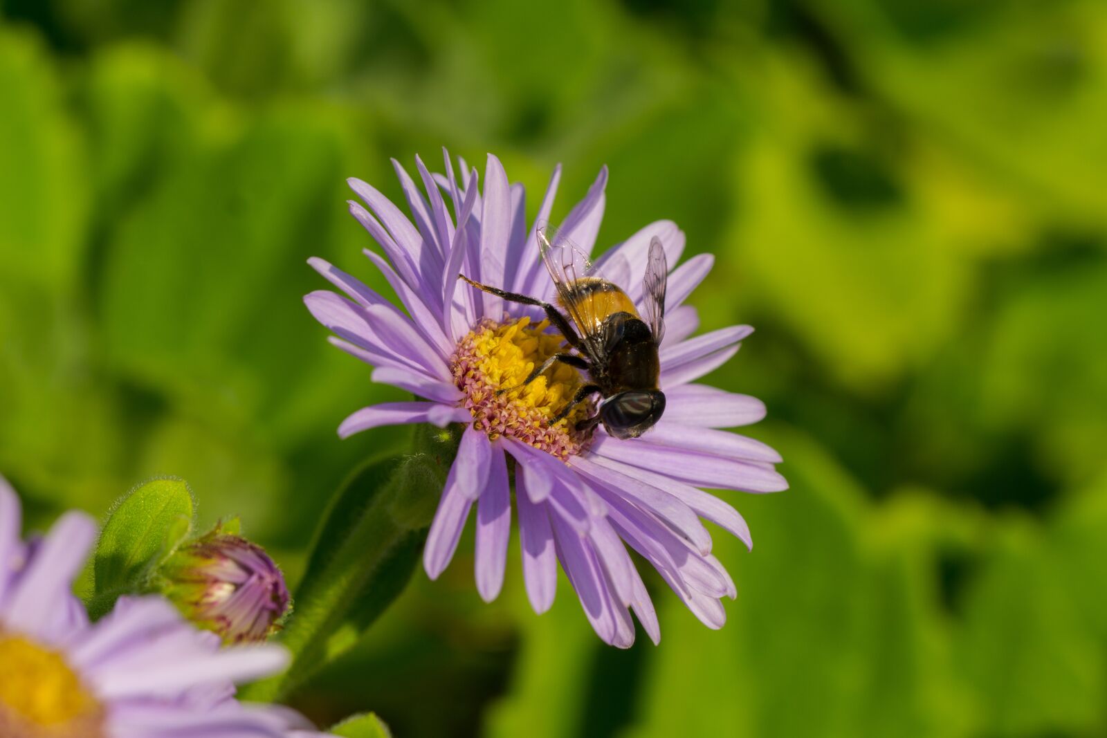 Sony a6000 sample photo. Hoverfly, flowers, insects photography