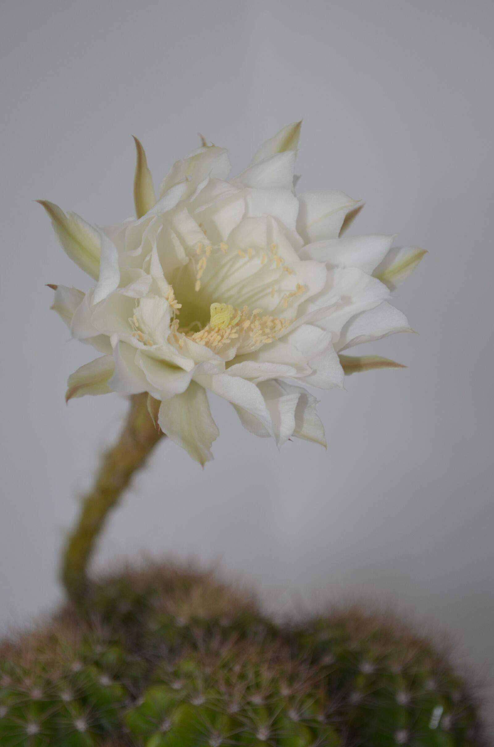 Nikon D5100 sample photo. Cactus, flower, green photography