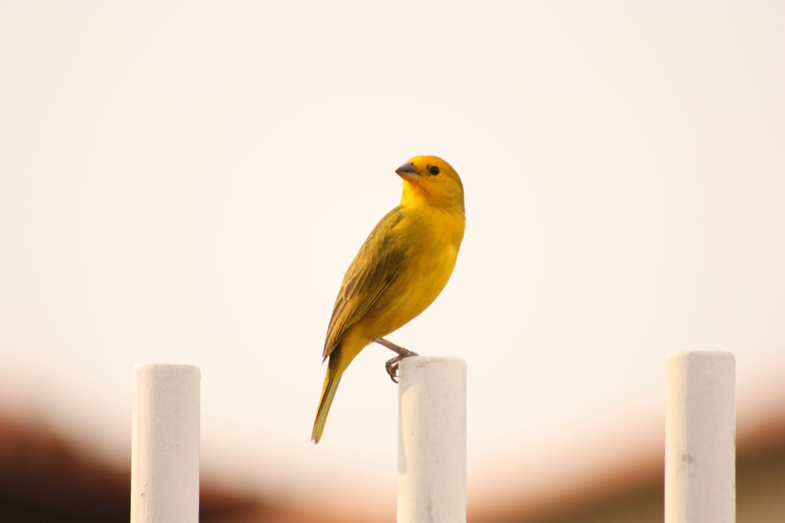 Canon EOS 450D (EOS Rebel XSi / EOS Kiss X2) sample photo. Bird, loneliness, landscape photography