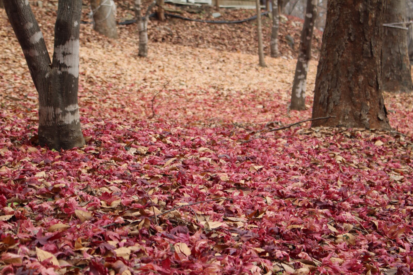 Canon EOS 100D (EOS Rebel SL1 / EOS Kiss X7) sample photo. Autumn, falling, leaf photography