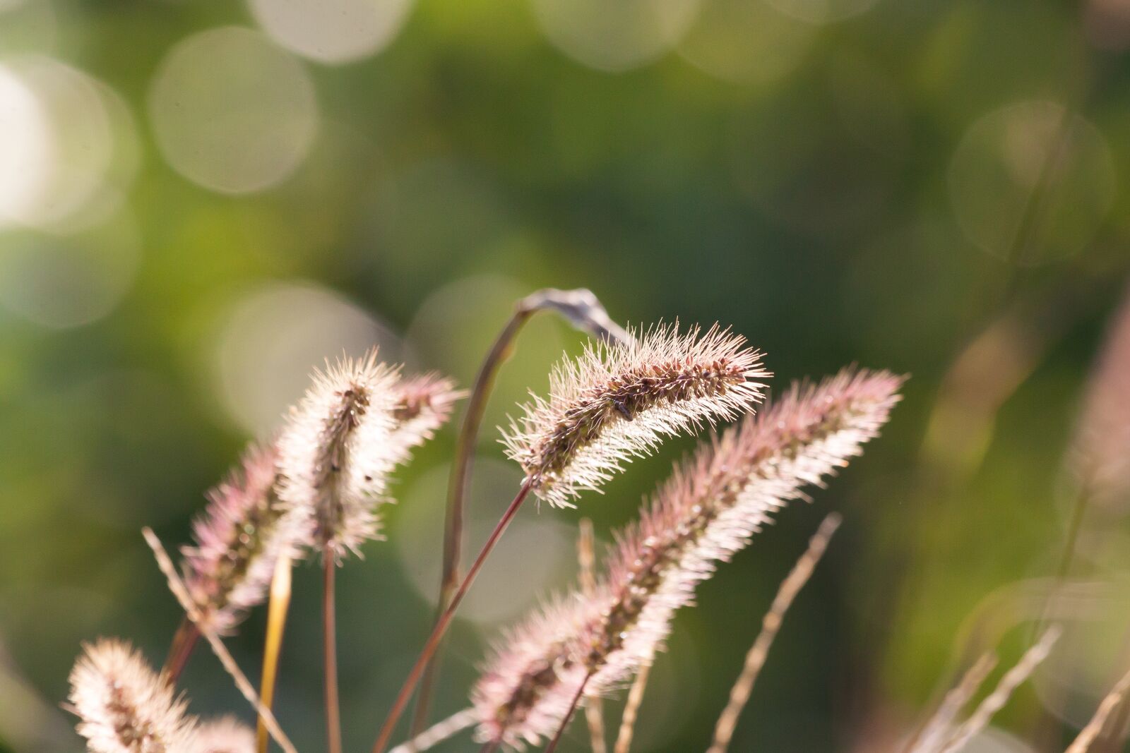 Canon EOS 50D sample photo. Spike, awns, grass photography