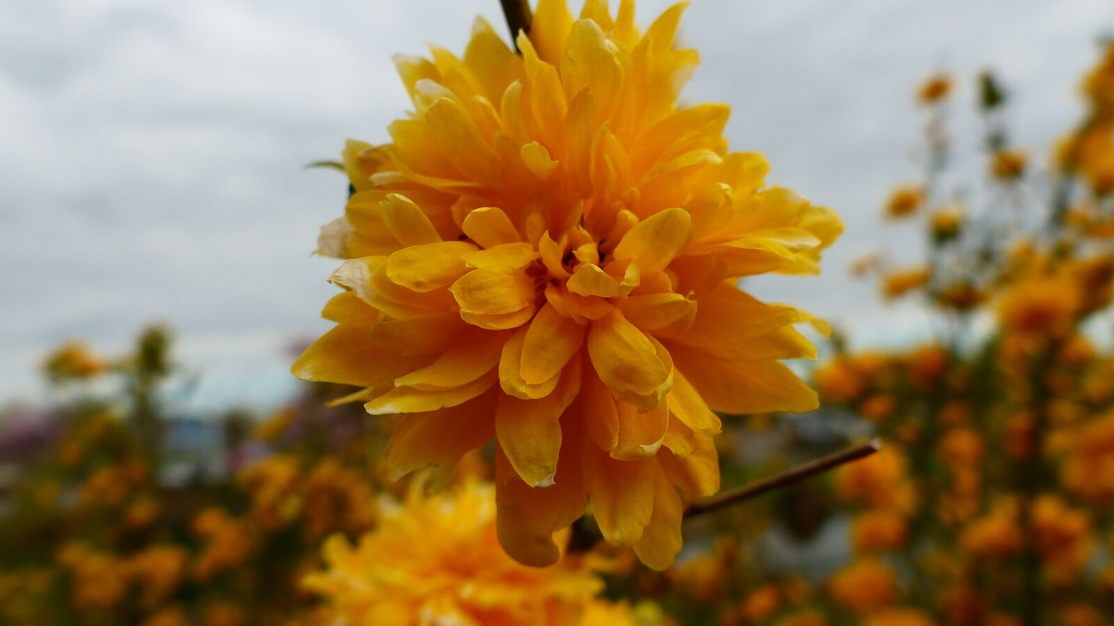 Panasonic Lumix DMC-FZ200 sample photo. Nature, plant, flower photography