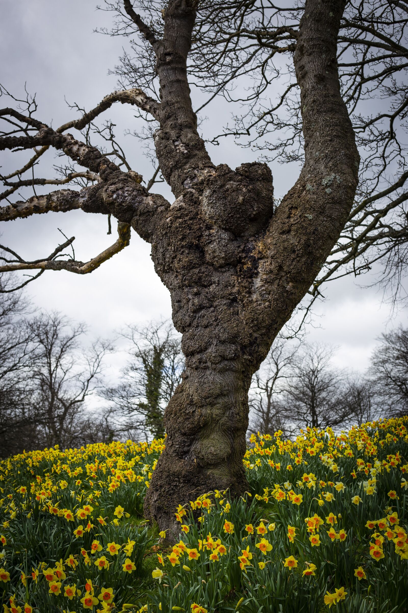 Canon EF 50mm F1.8 STM sample photo. Tree, daffodils, daffodil photography