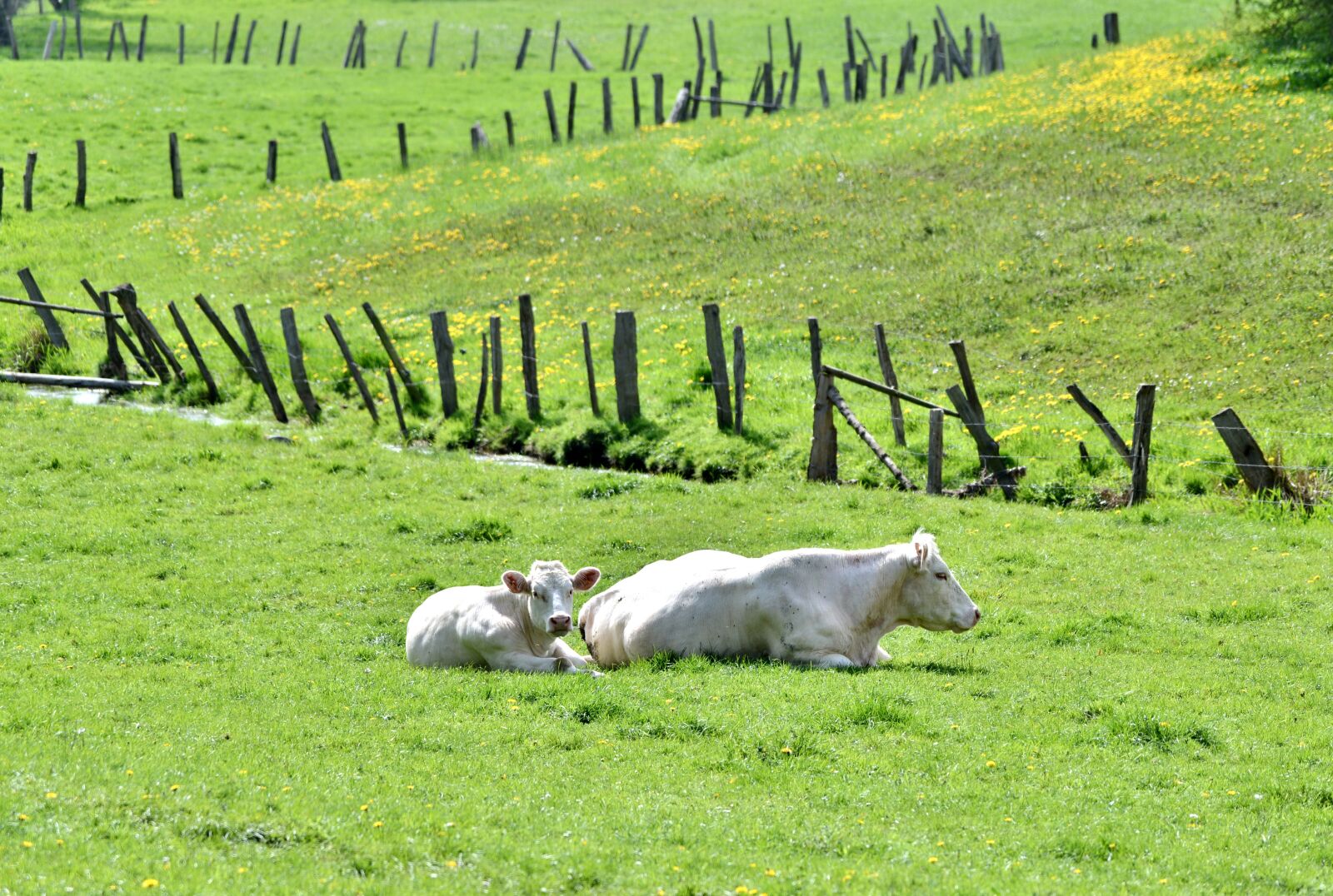 Nikon D600 sample photo. Cow, calf, pasture photography
