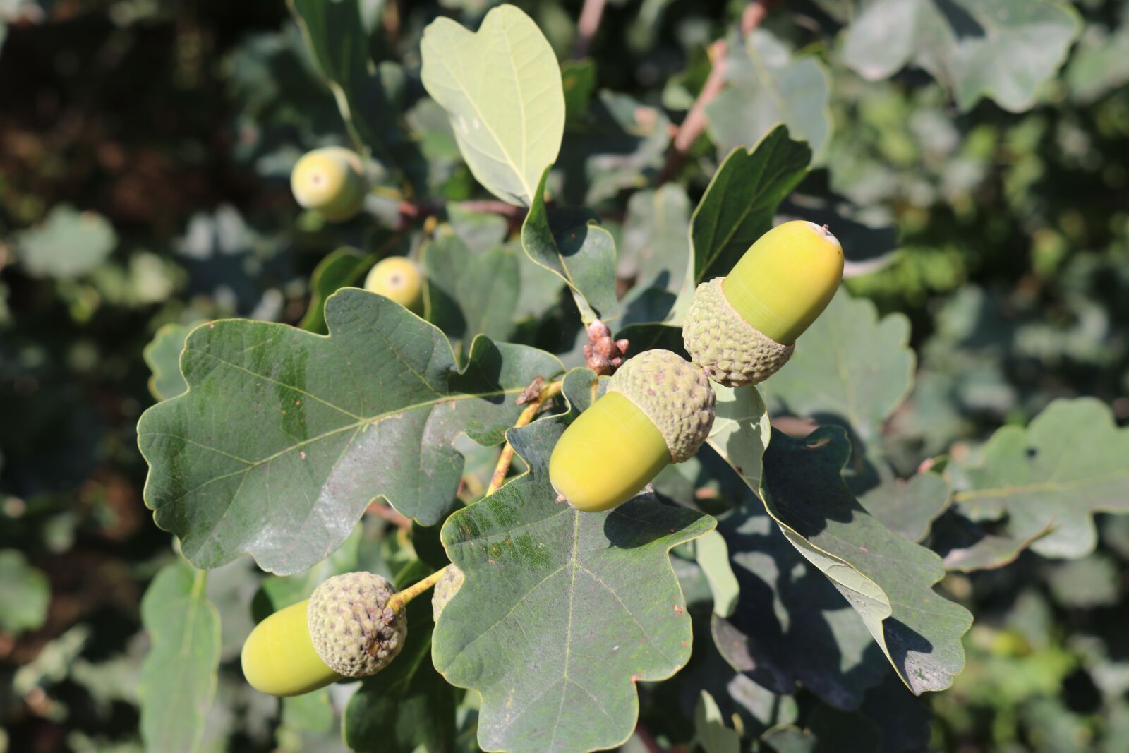 Canon EOS 80D sample photo. Acorns, nature, acorn photography
