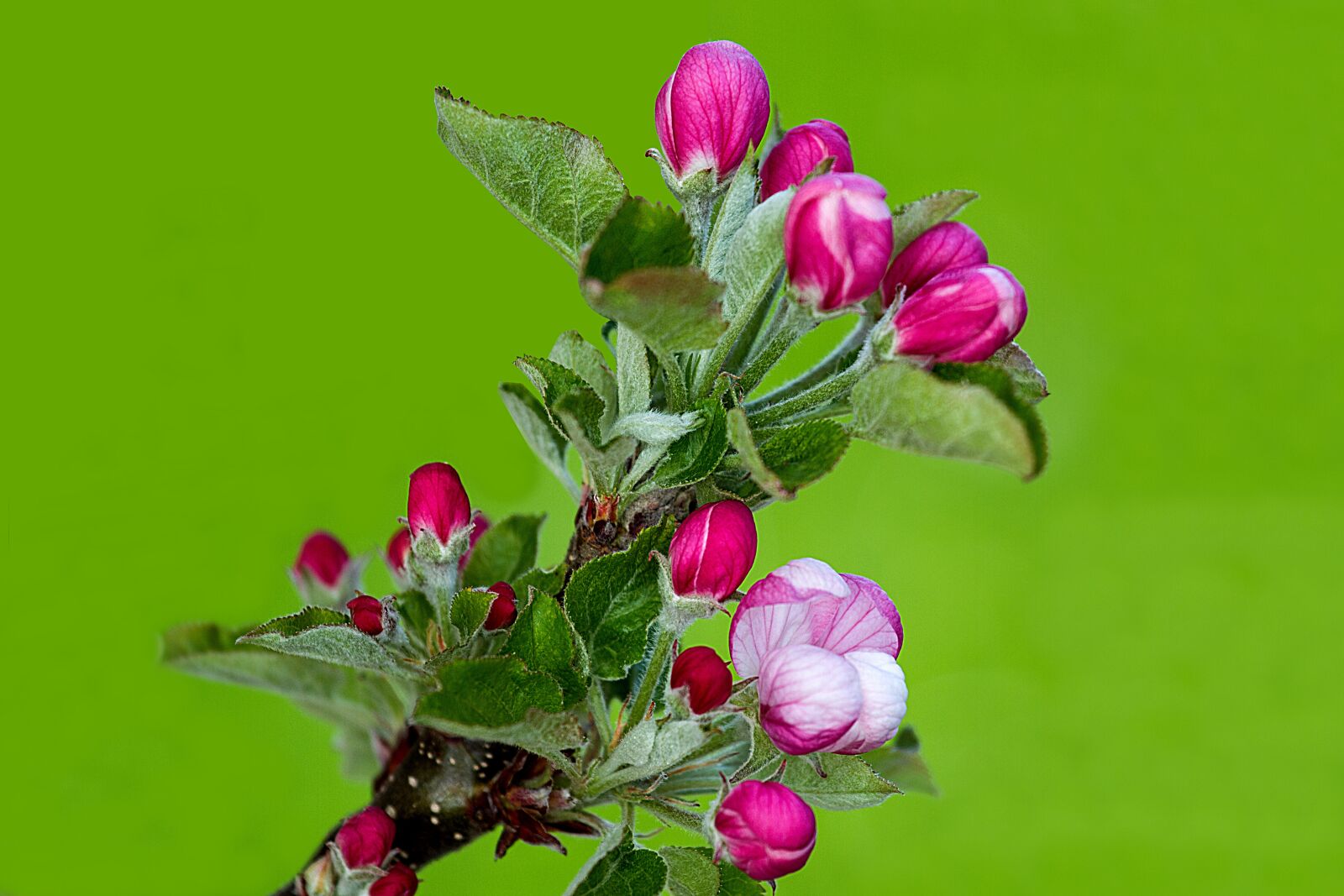 Canon EOS 7D sample photo. Apple blossom, apple tree photography