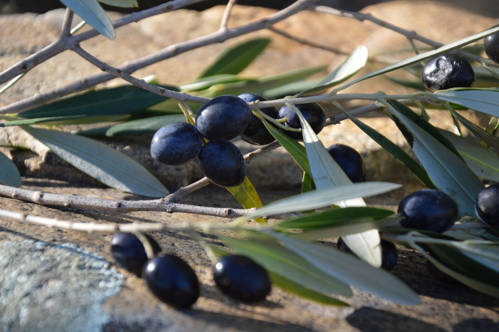 Nikon D3200 sample photo. Olives, olives black, olivier photography