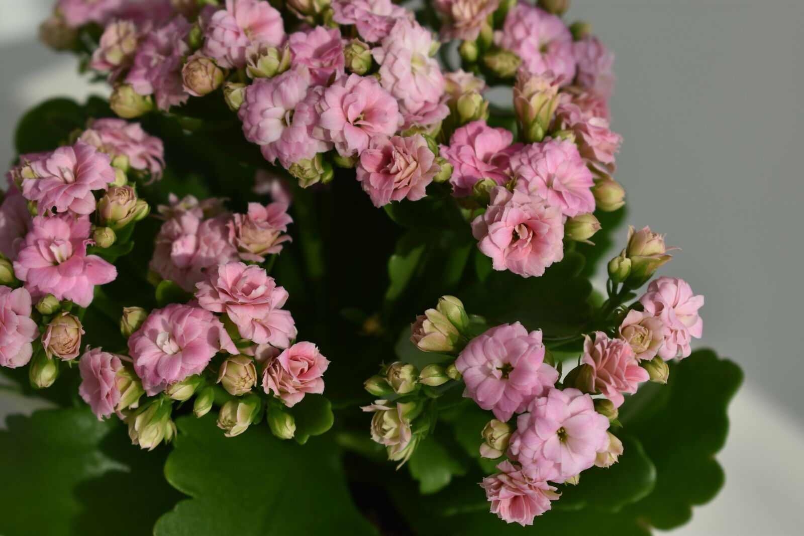 Nikon D3400 sample photo. Kalanchoe, flowers, pink photography
