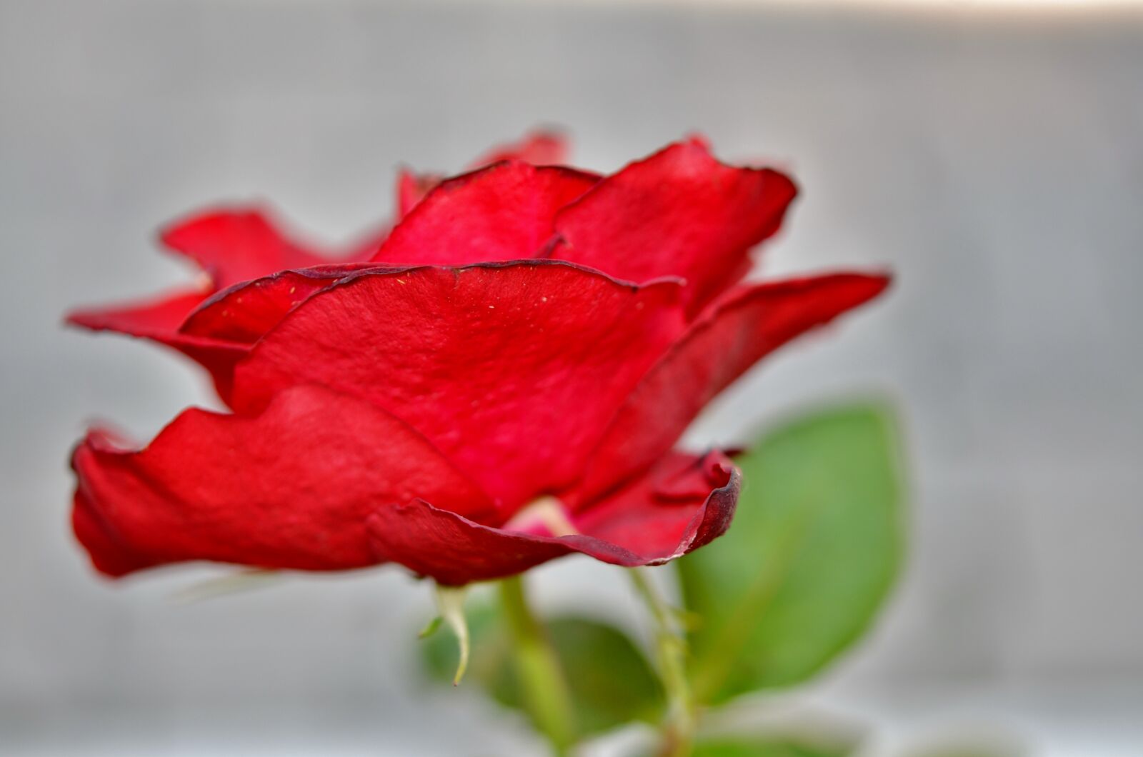 Nikon D7000 sample photo. Rose, flower, spring photography