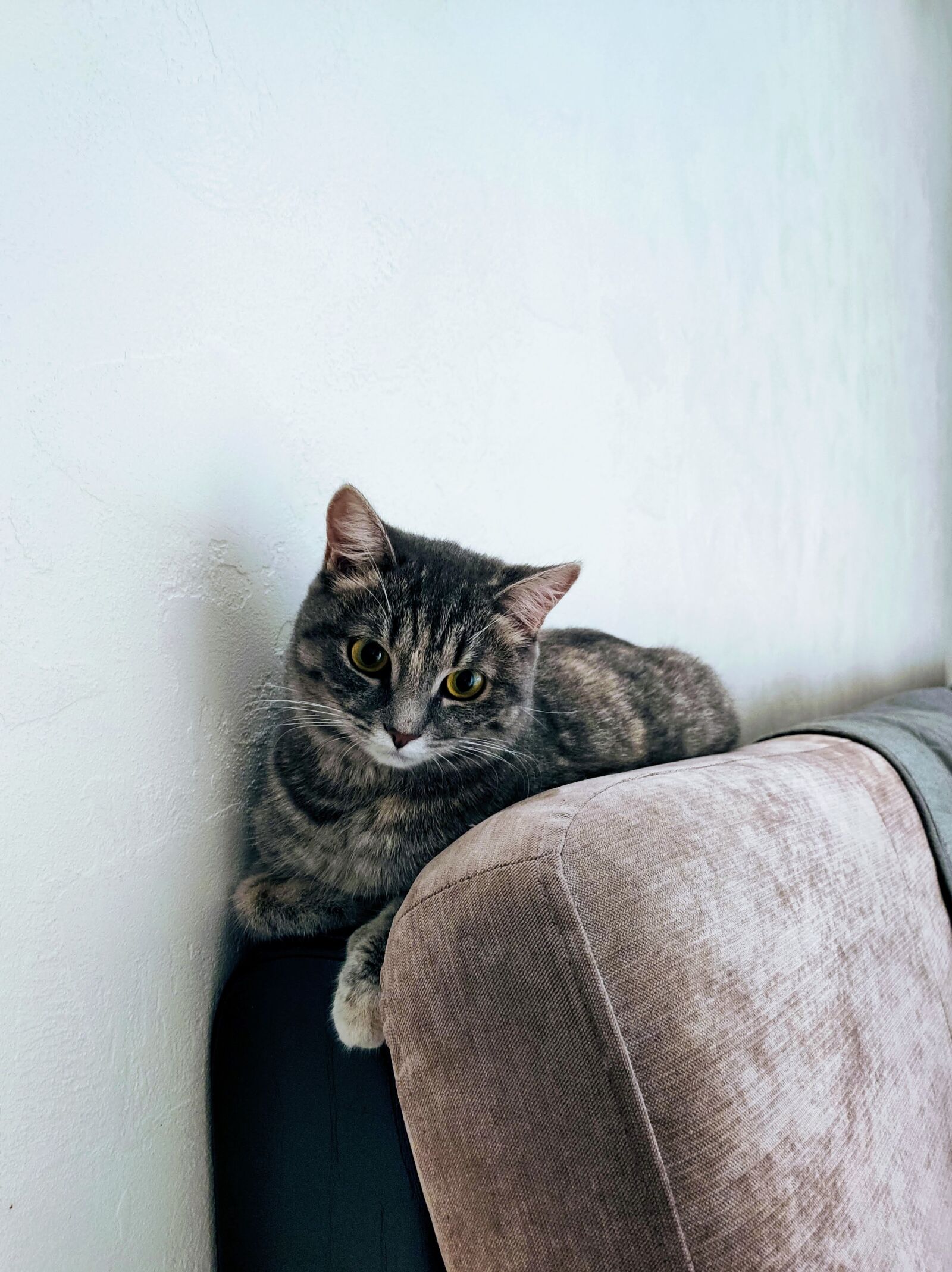 Xiaomi MI 9 sample photo. Cat, home, cute photography