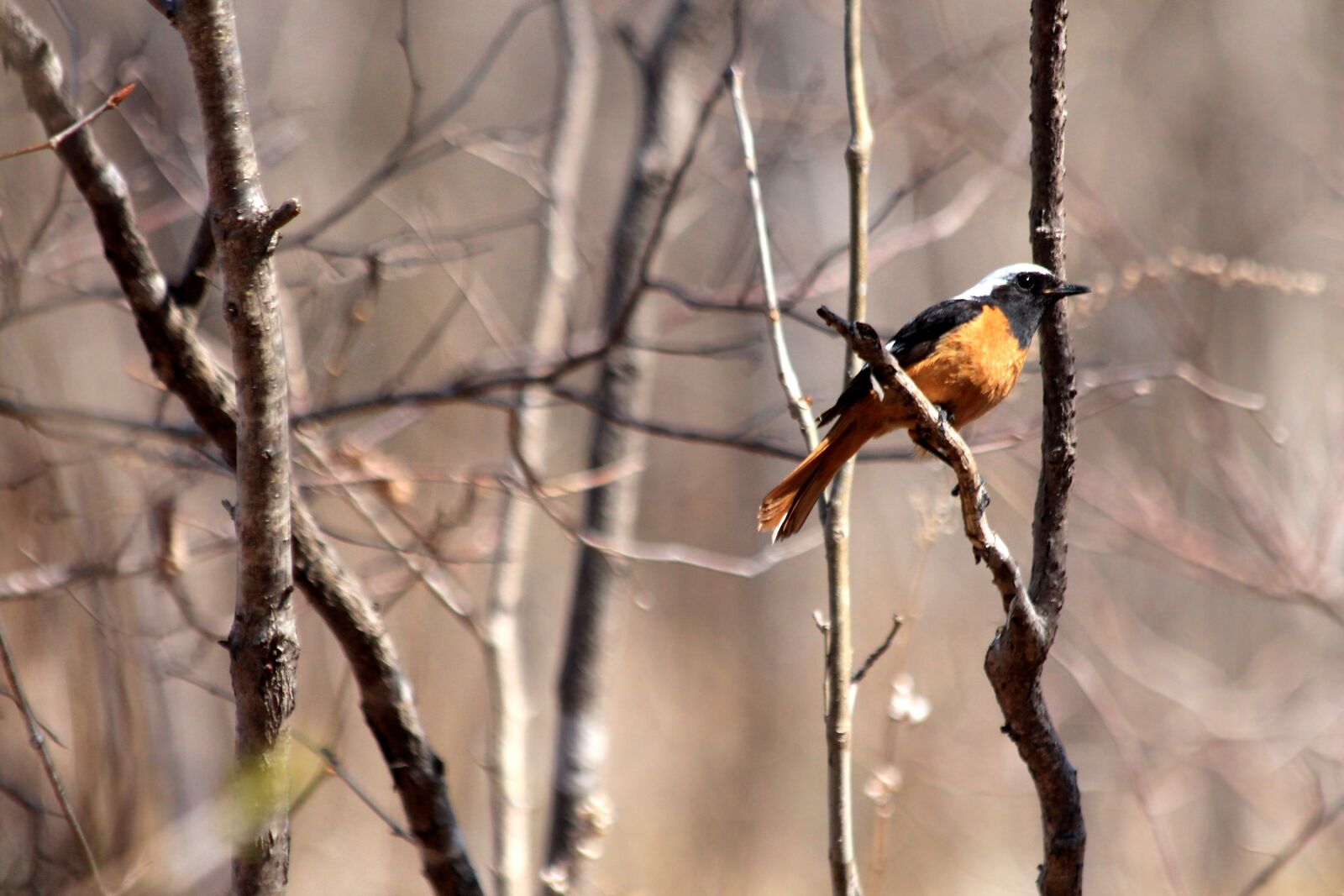 Canon EOS 650D (EOS Rebel T4i / EOS Kiss X6i) sample photo. Redstart, bird, phoenicurus auroreus photography