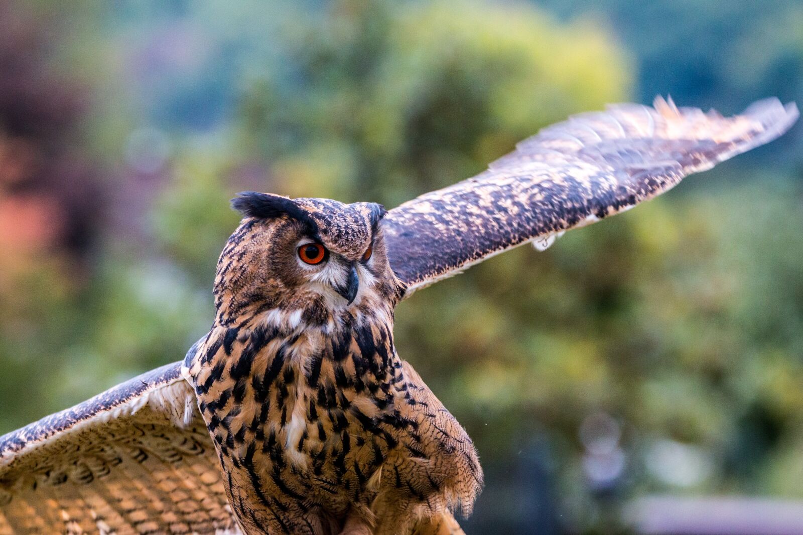 150-600mm F5-6.3 DG OS HSM | Contemporary 015 sample photo. Eagle owl, bubo bubo photography