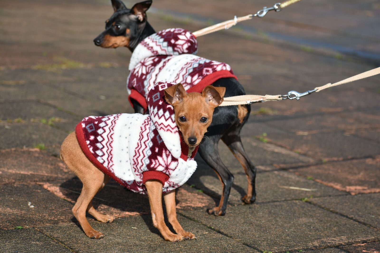Nikon D7200 sample photo. Animal, dog, doggie photography