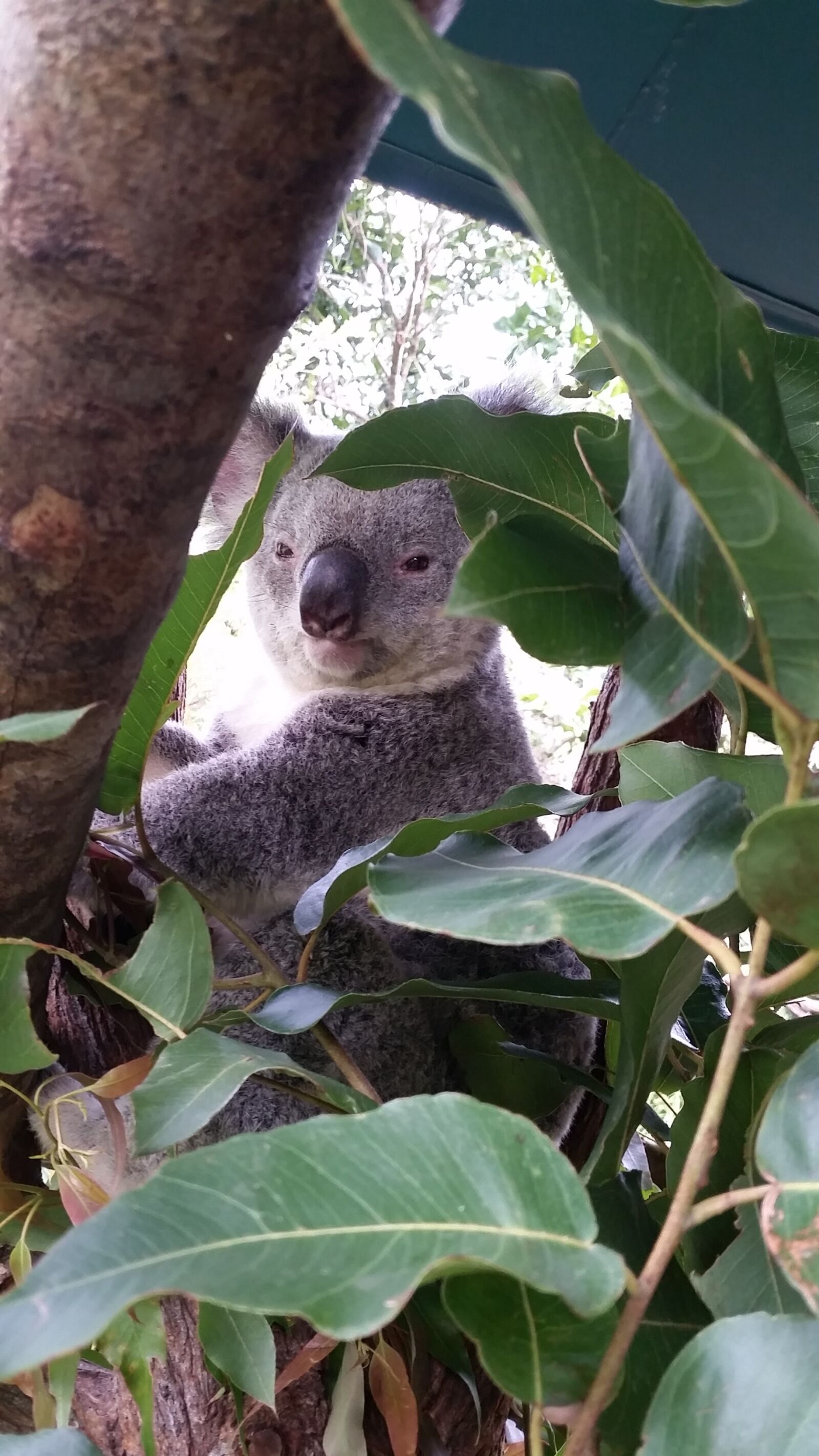 Samsung Galaxy S5 sample photo. Koala, australia, wildlife photography
