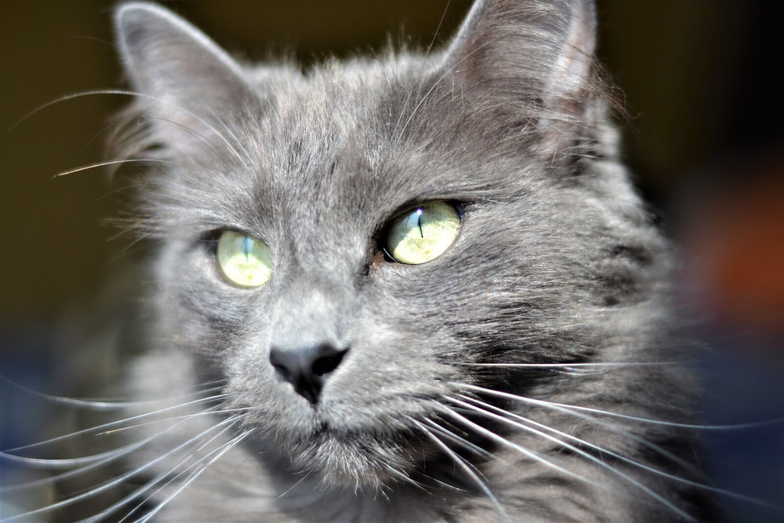 Nikon D3100 sample photo. Cats, animals, pets photography