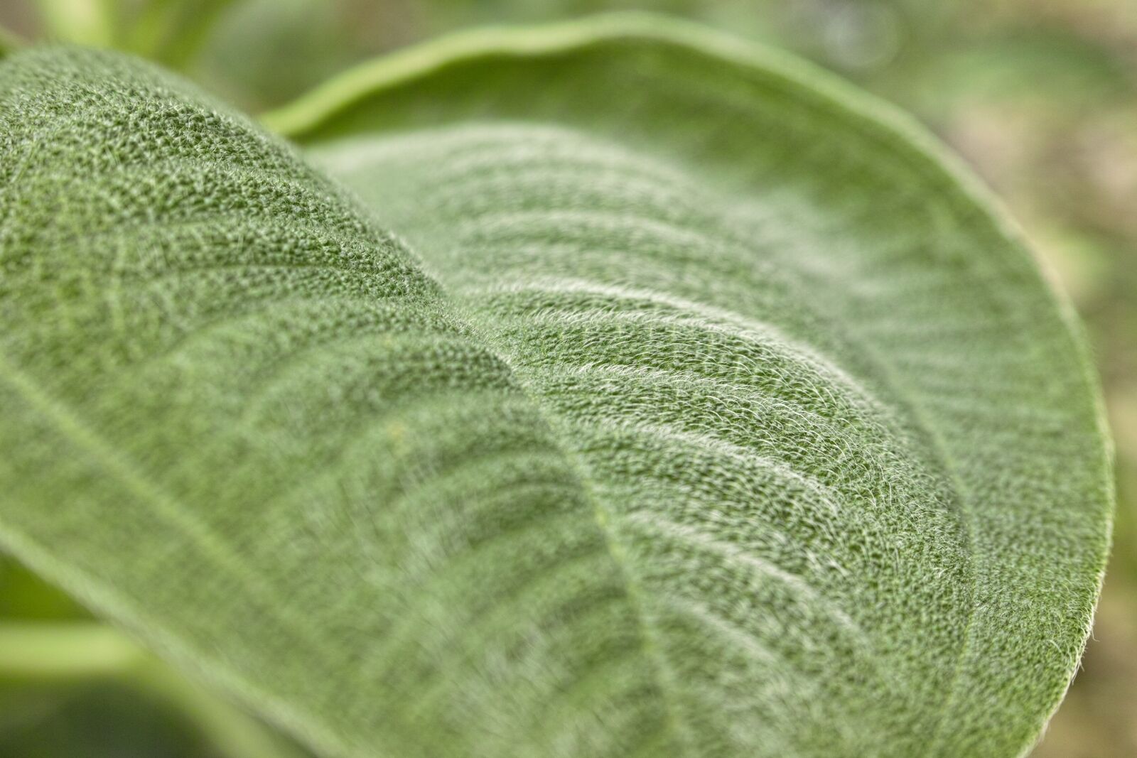 Sigma DP2 Merrill sample photo. Plant, leaf, green photography