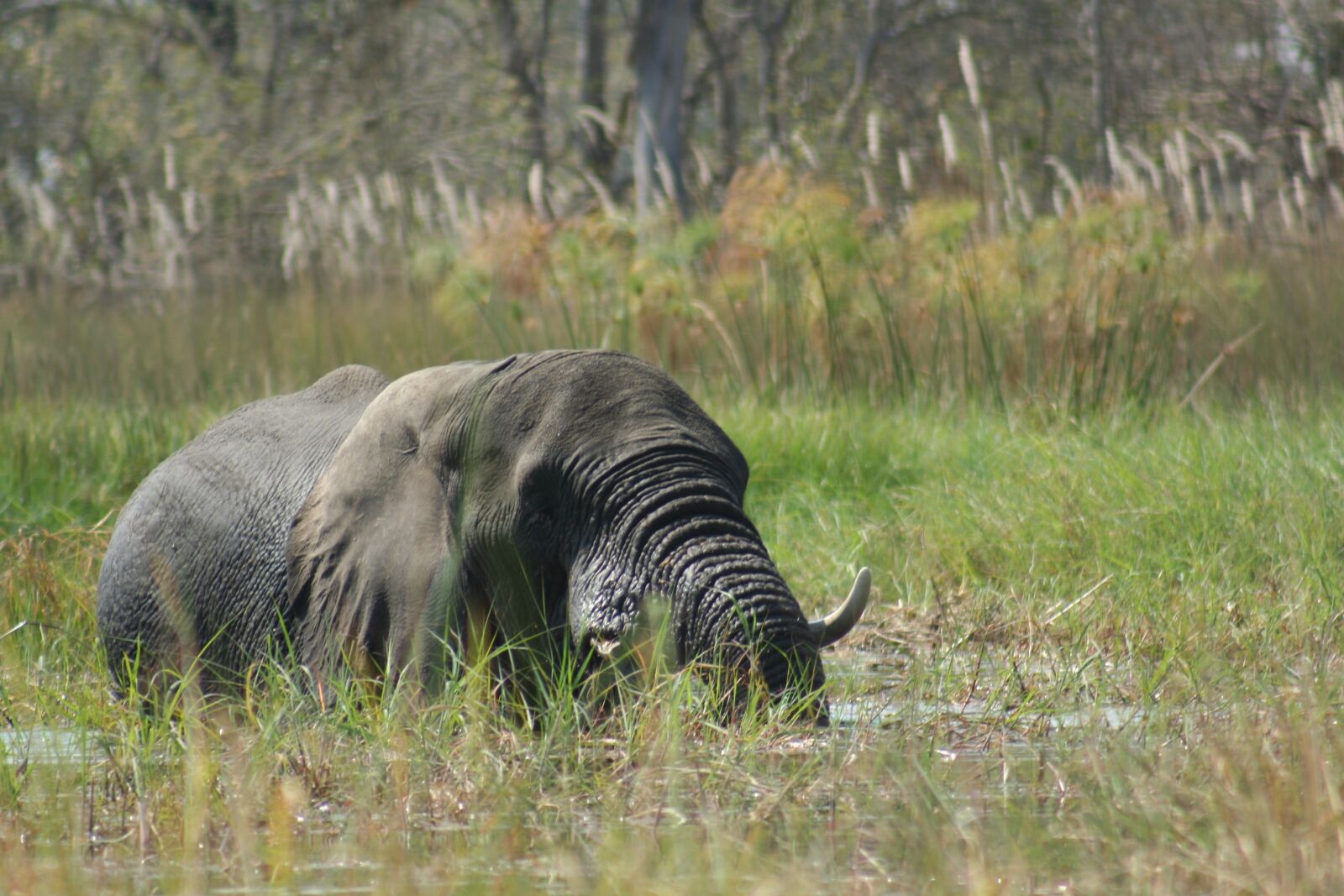 Canon EOS 350D (EOS Digital Rebel XT / EOS Kiss Digital N) sample photo. Animals, elephant, wild life photography