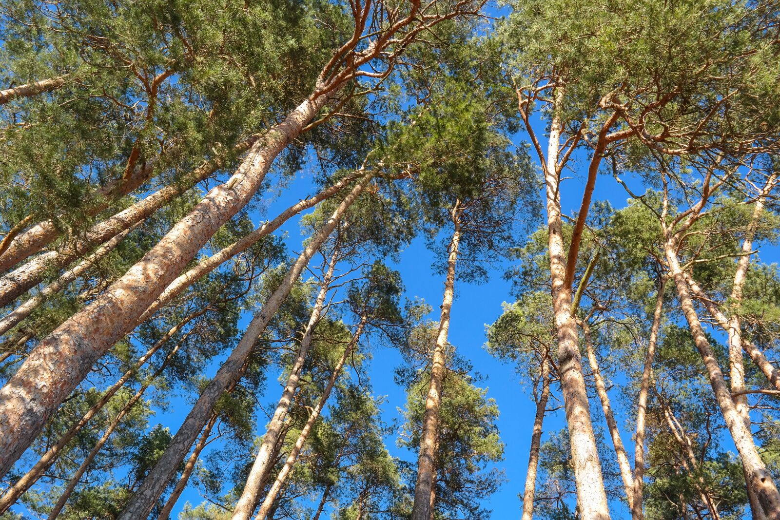 Samsung NX300 sample photo. Trees, pine, log photography