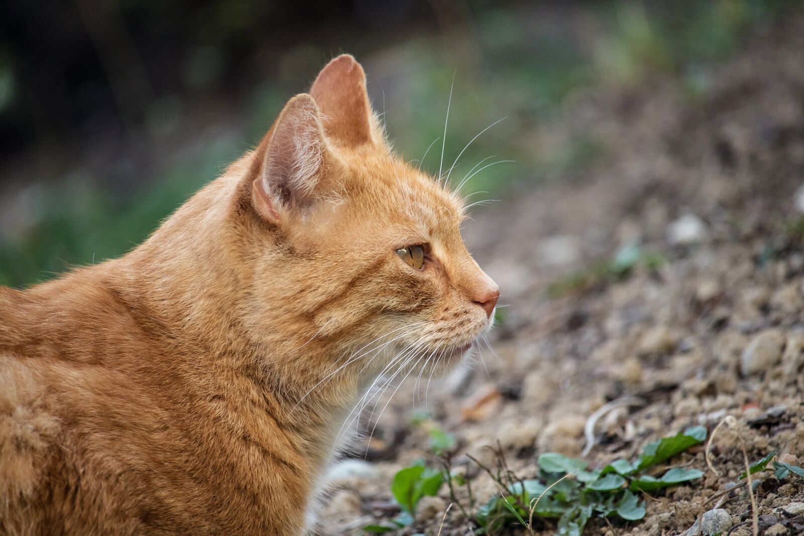 Canon EF-S 55-250mm F4-5.6 IS STM sample photo. Cat, domestic cat, pet photography