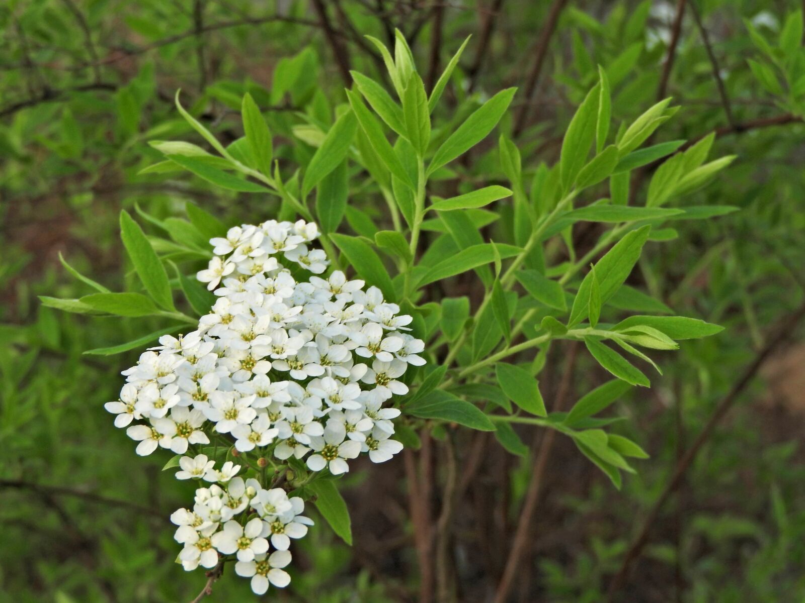 Nikon Coolpix P610 sample photo. Spring, bloom, may photography