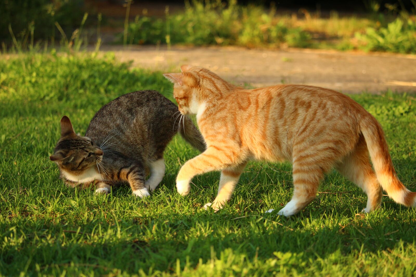 Canon EOS 100D (EOS Rebel SL1 / EOS Kiss X7) sample photo. Cat, mieze, kitten photography