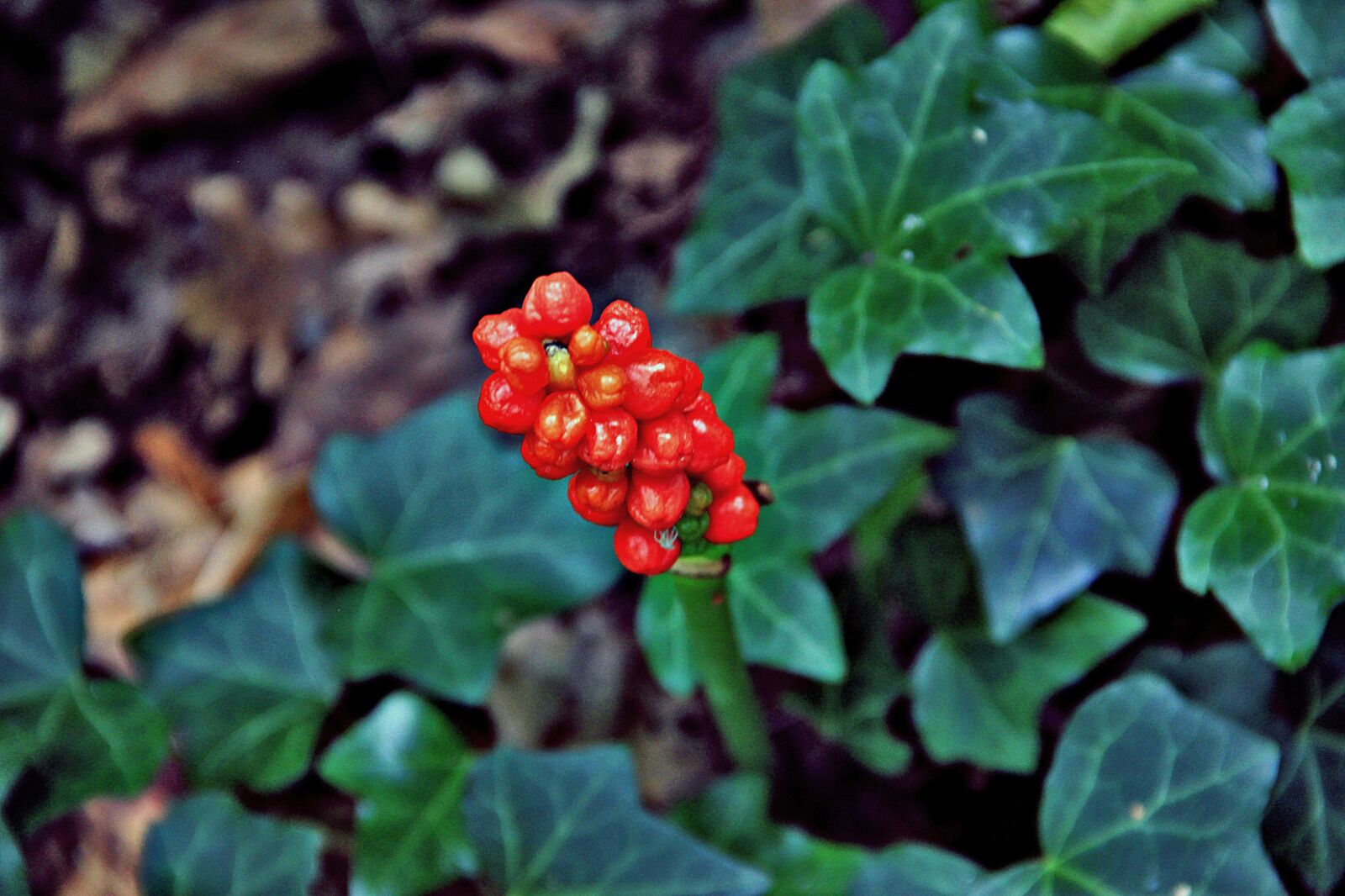 Canon EOS 600D (Rebel EOS T3i / EOS Kiss X5) sample photo. Nature, green, forest photography