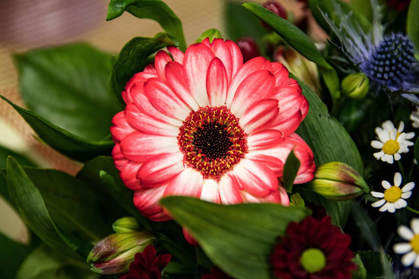 Canon EOS 80D sample photo. Gerbera, flowers, schnittblume photography