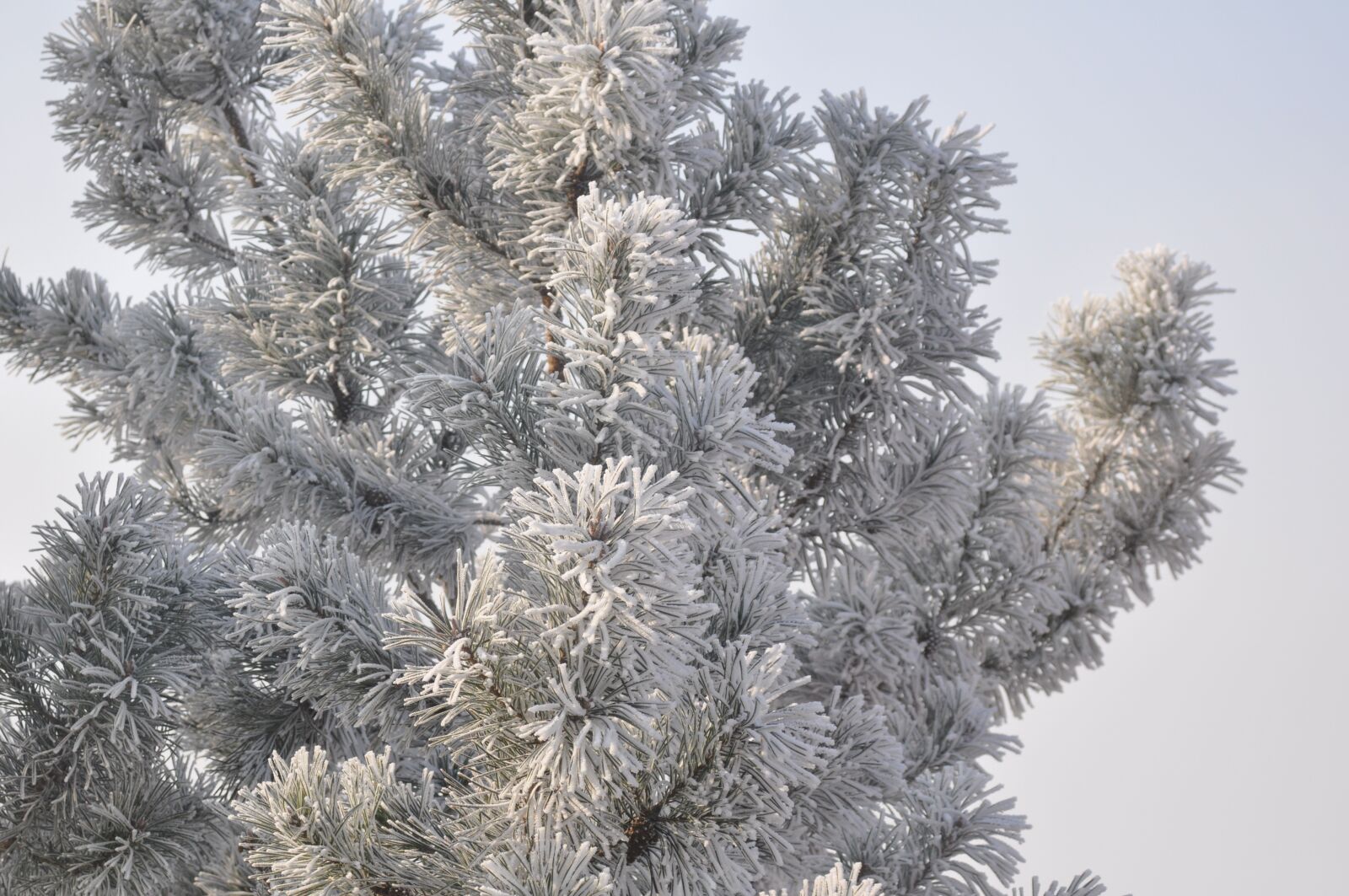 Nikon D90 sample photo. Winter, tree, snow photography