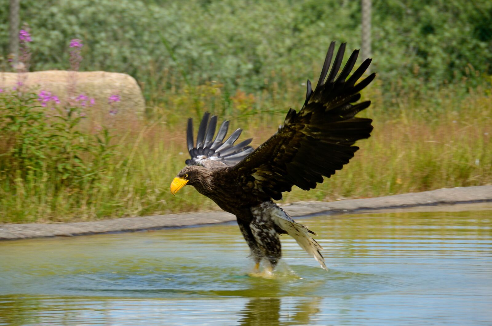 Nikon D7000 sample photo. Eagle, sea eagle, stellers photography