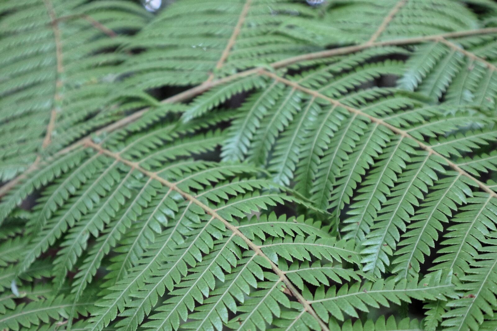 Canon EOS M100 sample photo. Leaf, nature, fern photography