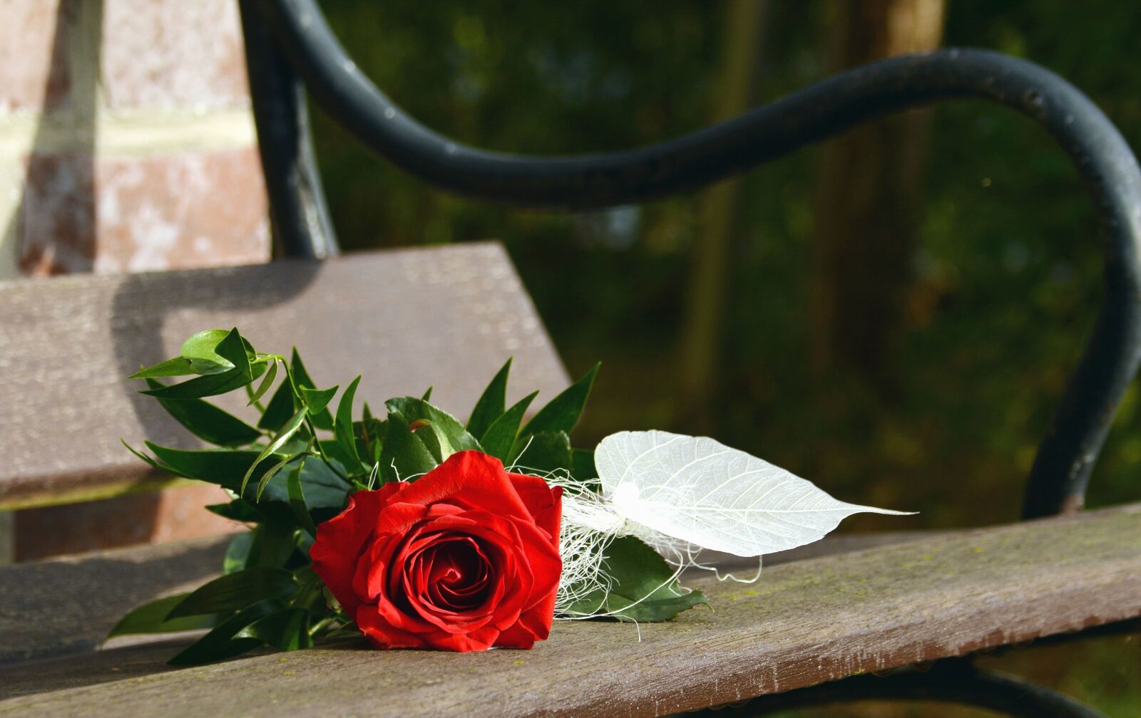 Nikon D5200 sample photo. Rose, flower, leaf, bench photography
